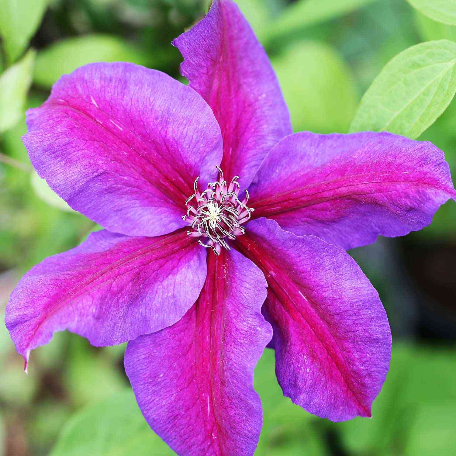 Clematis 'Mrs. N. Thompson'
