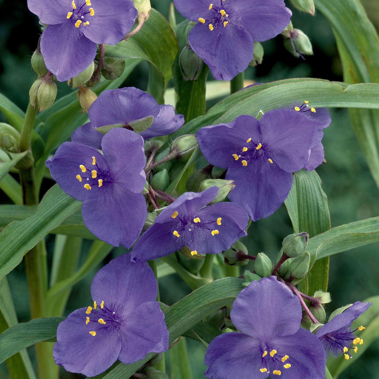 Kategorie <b>Stauden </b> - Dreimasterblume 'Blue Stone' Lieferform: Im 9 cm Topf - Tradescantia x andersoniana 'Blue Stone'