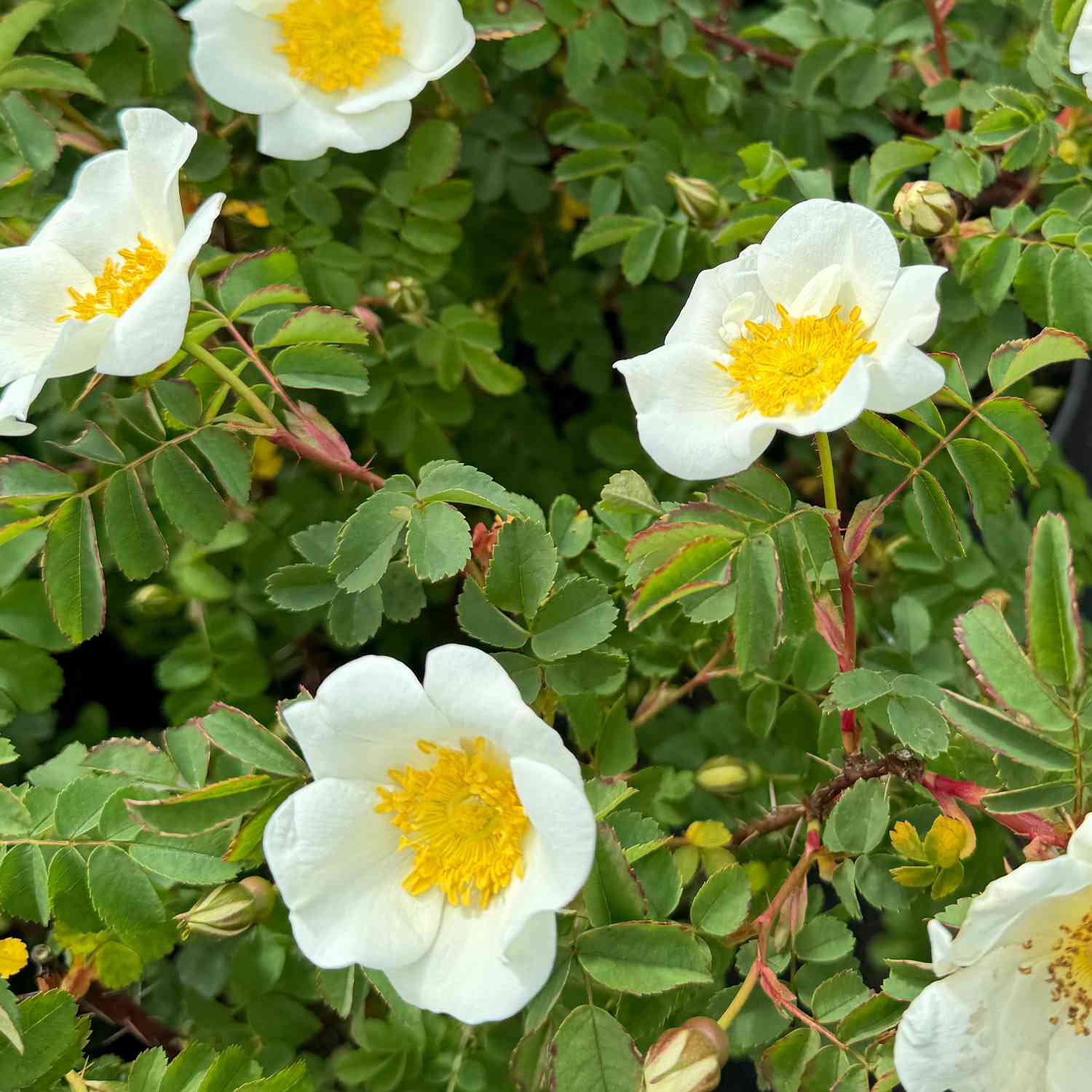 Kriechrose / Feldrose Kriechrose / Feldrose