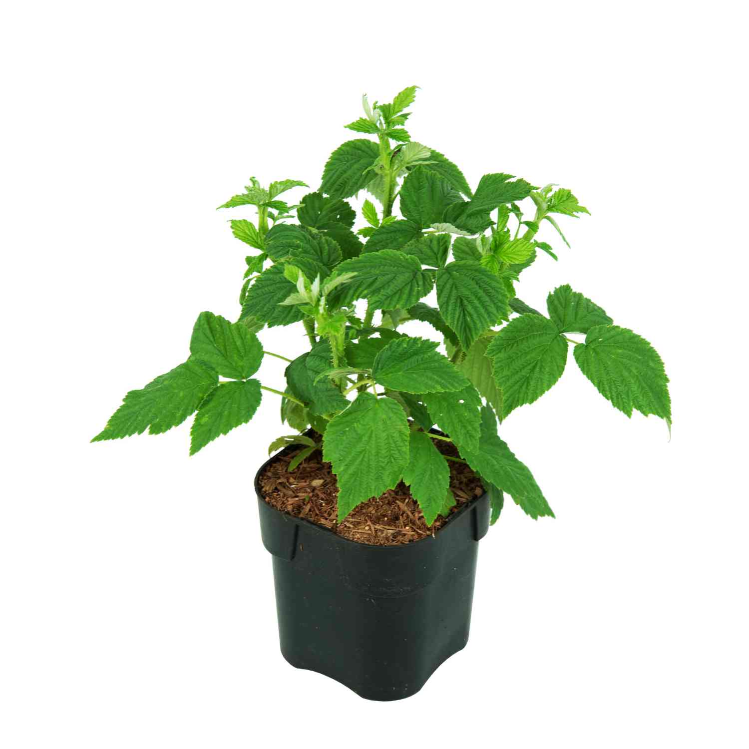Himbeere 'Golden Bliss®' - die Gelbe