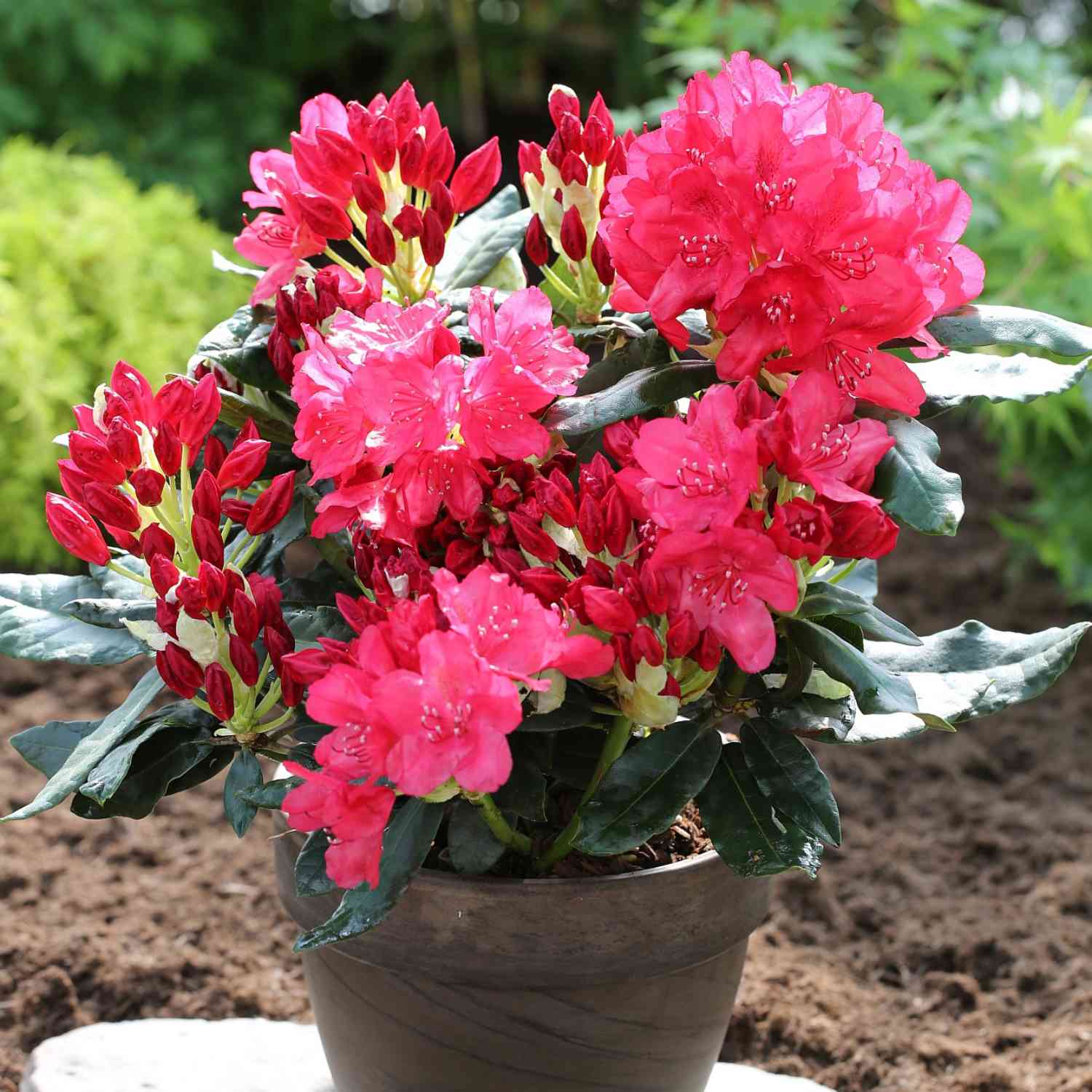 Rhododendron 'Hachmann's Feuerschein®' - Container