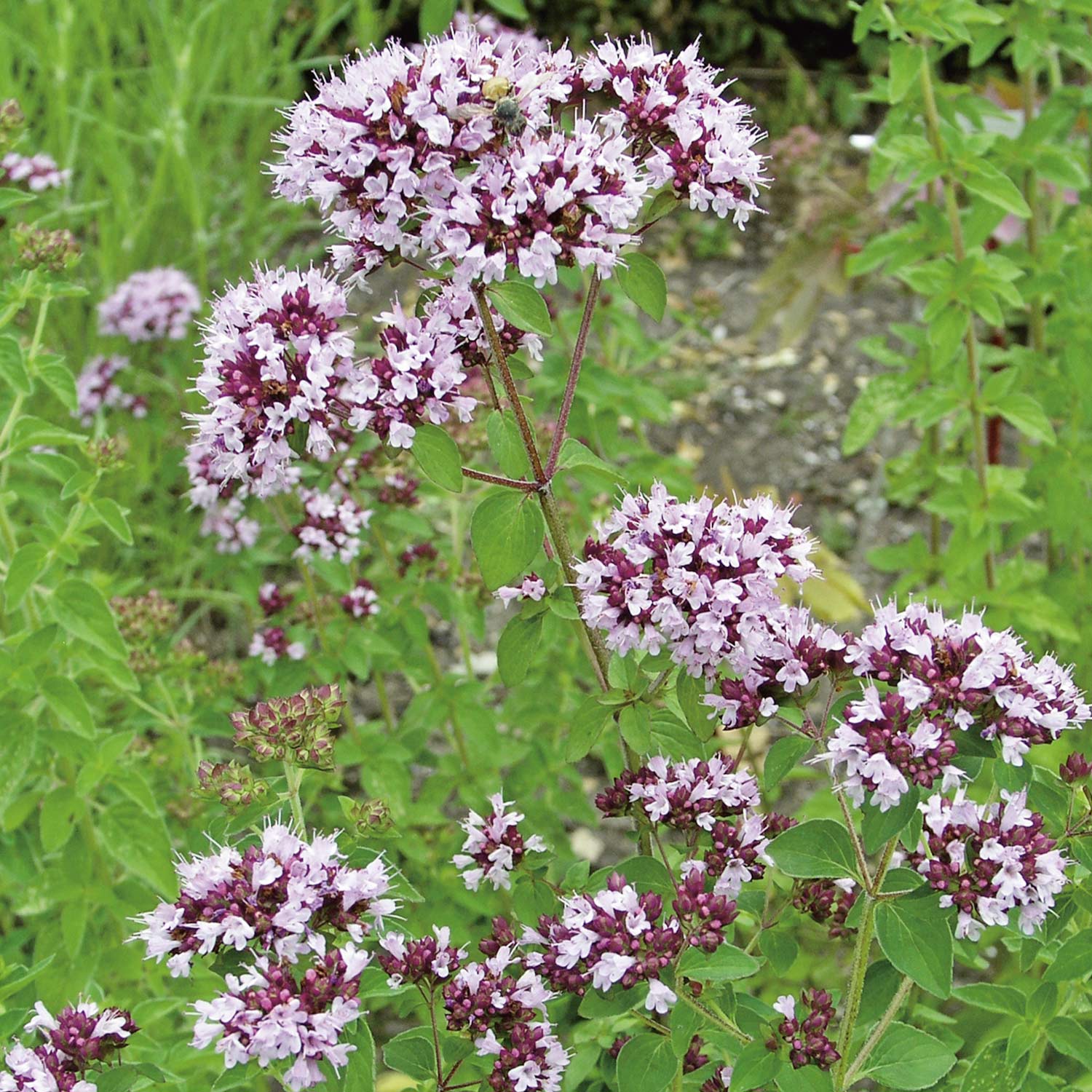 Kategorie <b>Stauden </b> - Dost 'Faltertreff' - Gewöhnlicher Majoran Lieferform: Im 9 cm Topf - Origanum vulgare 'Faltertreff'