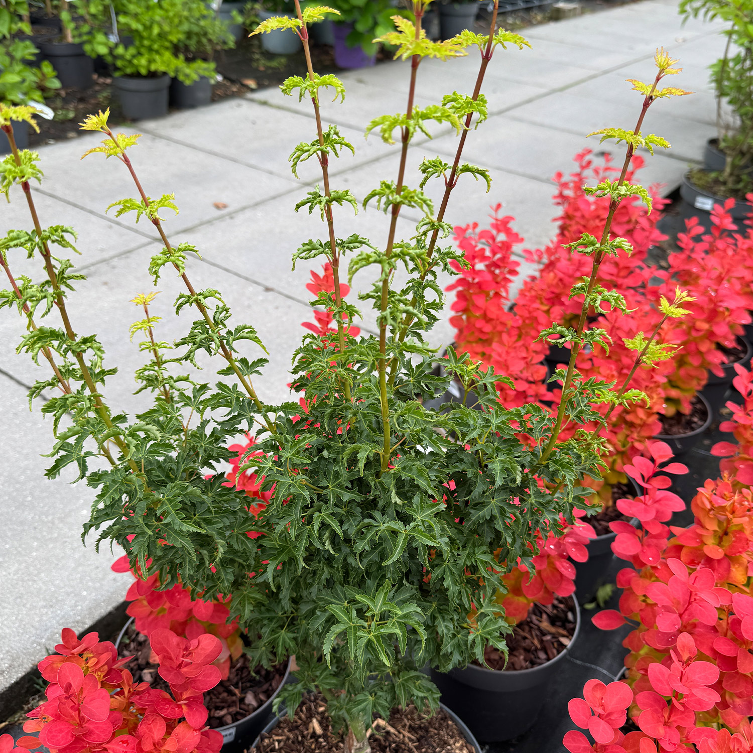 Kategorie <b>Produkt ohne Kategoriezuordnung </b> - Fächerahorn 'Shishigashira' C5 60 - 80 cm Liefergröße: 60 - 80 cm - Fächerahorn 'Shishigashira'