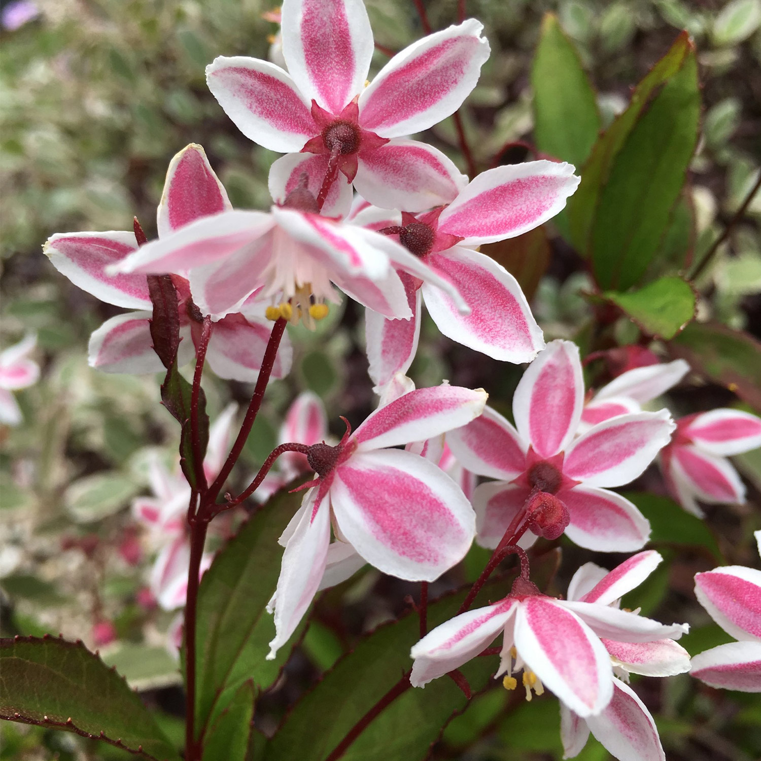 Deutzie 'Tokyo Delight'