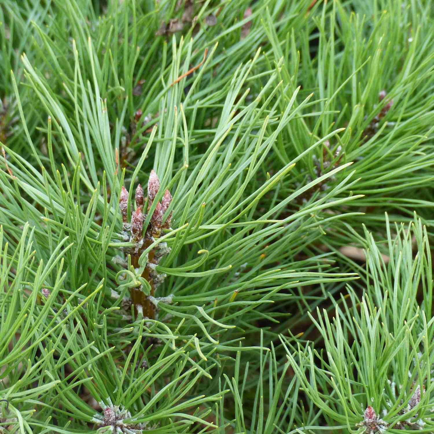 Zwerg-Heckenkiefer Zwerg-Heckenkiefer