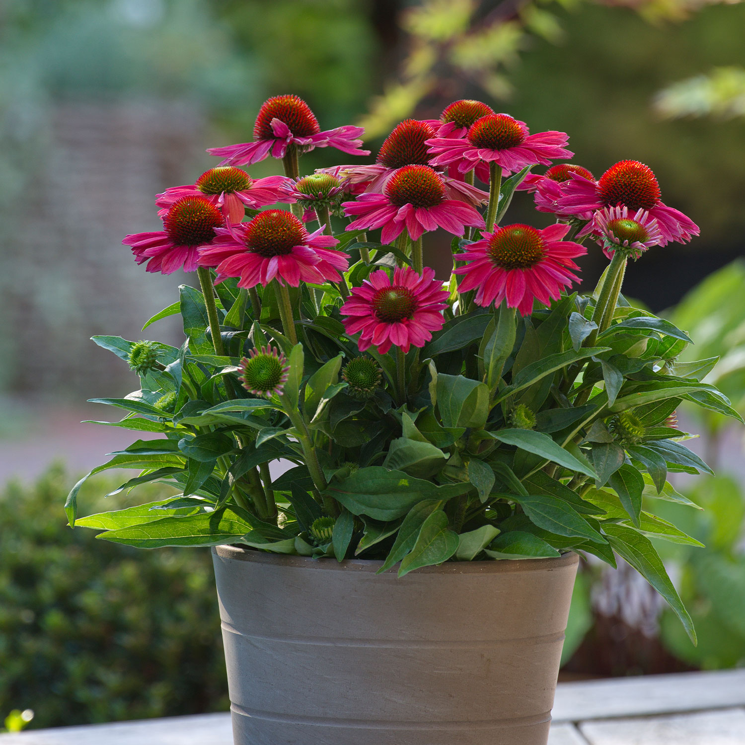 Stauden - Scheinsonnenhut 'SunMagic Vintage Watermelon®' Lieferform: Im 2 Liter Topf - Echinacea purpurea 'SunMagic Vintage Watermelon®'
