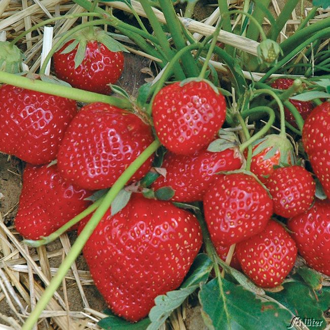 Erdbeere 'Senga Sengana®'