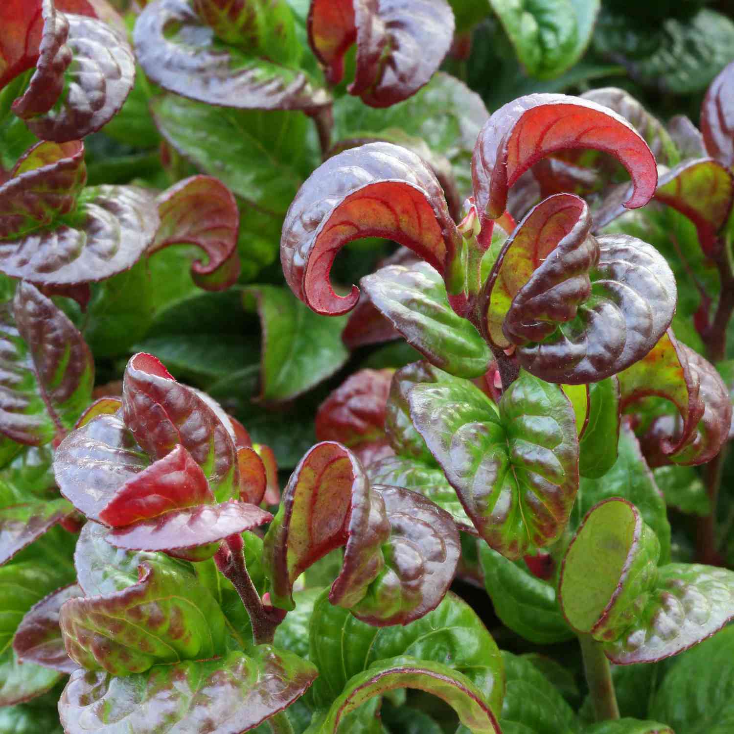 Traubenheide 'Curly Red®'