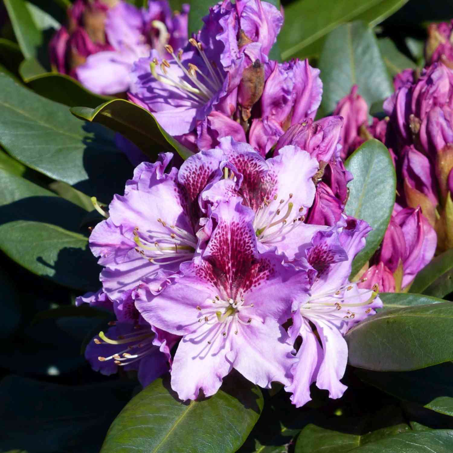 Rhododendron 'Pfauenauge'®