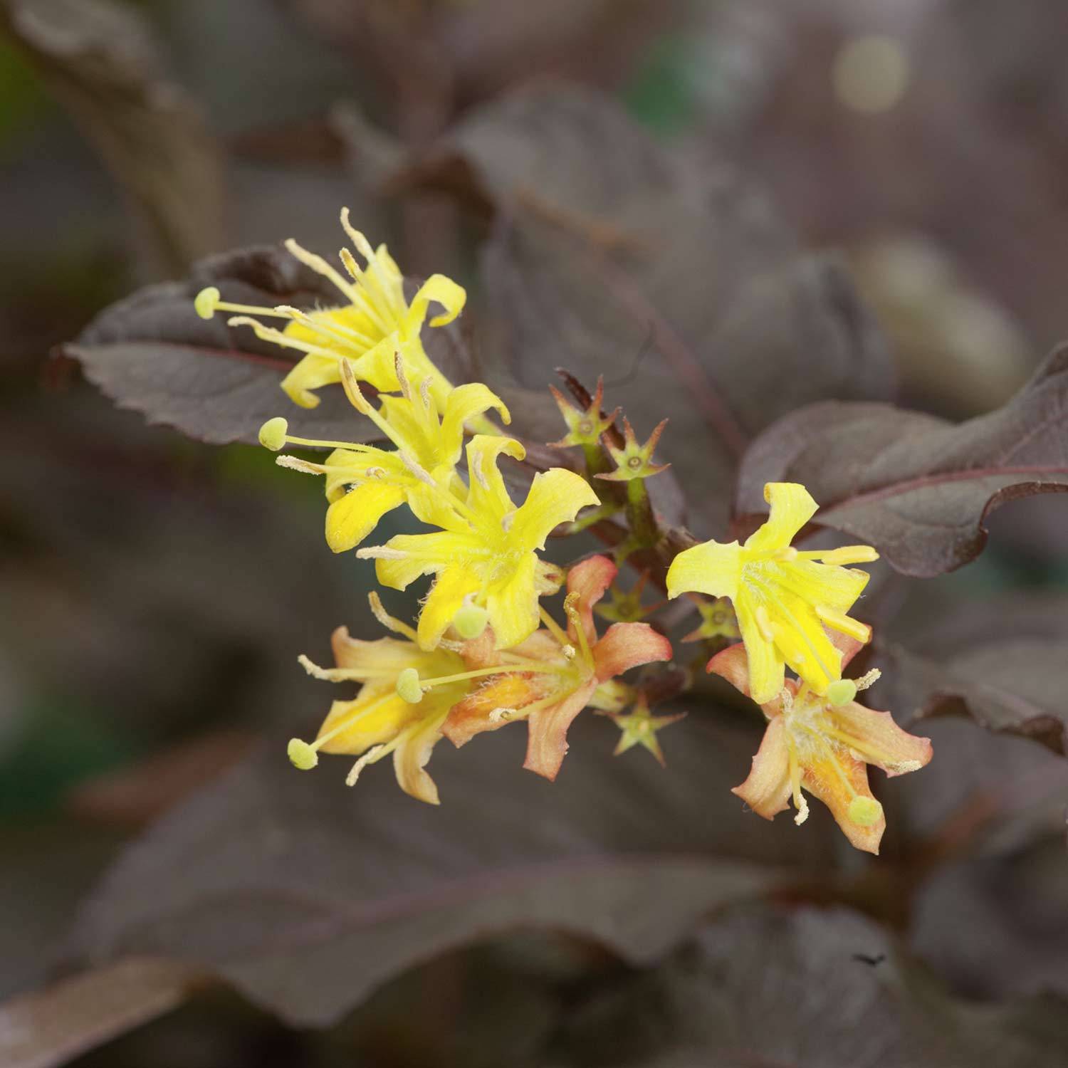 Amerikanische Weigelie 'Diva®' 3 Liter Container