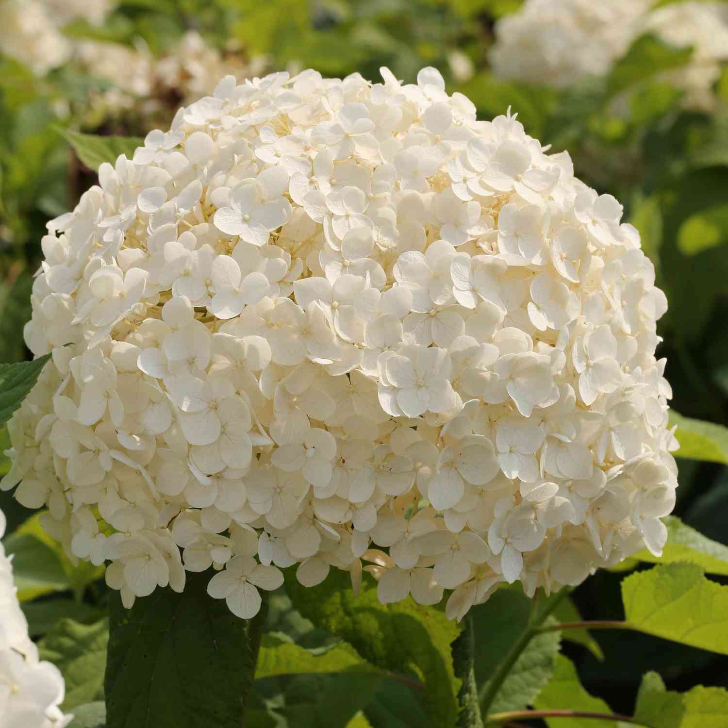 Ballhortensie 'Annabelle' Ballhortensie 'Annabelle'