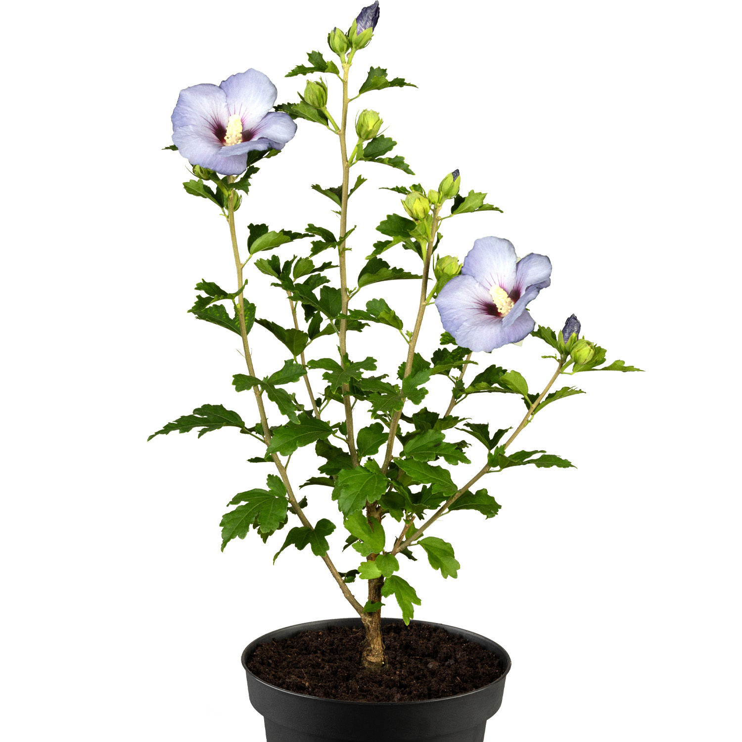 Garteneibisch / Hibiskus 'Super Blue' Liefergröße: 40 - 60 cm