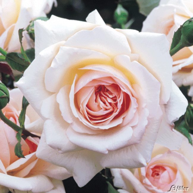 Kletterrose 'Penny Lane®' C6 Liefergröße: min. 3 starke Triebe