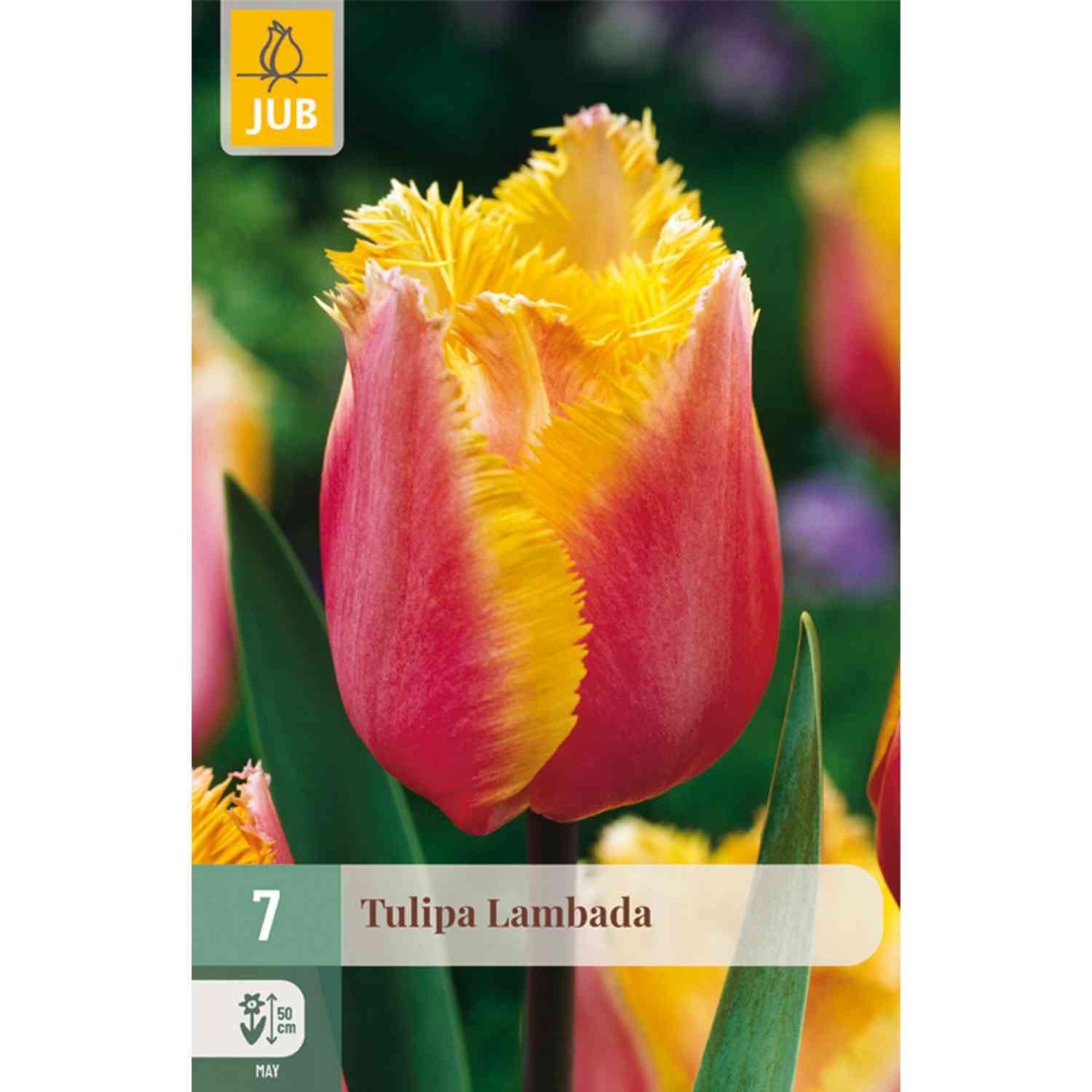 Gefranste Tulpe 'Lambada' - 7 Stück