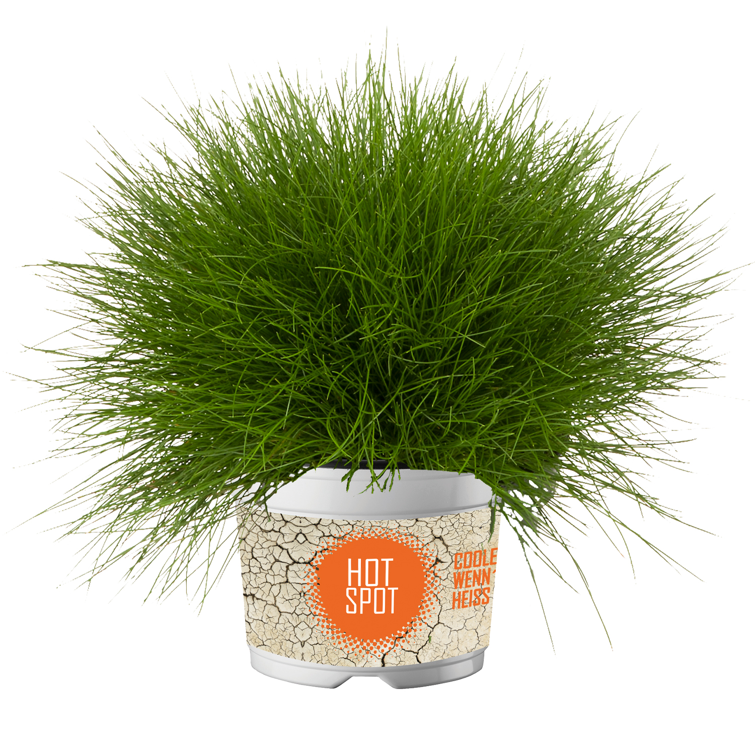 Zwerg-Blauschwingel 'Glaucantha' Lieferform: Im 9 cm Topf