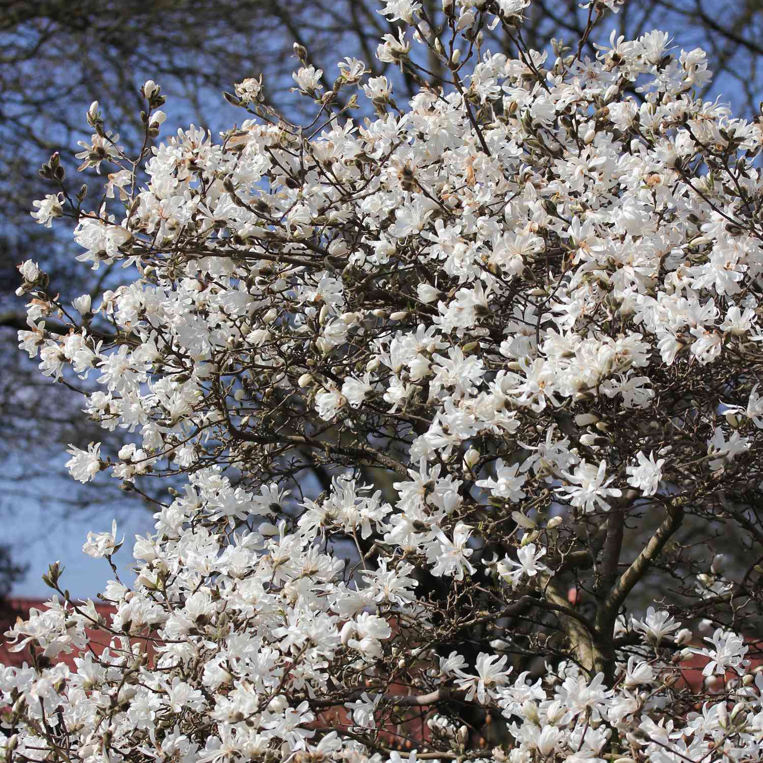 Sternmagnolie 'Frühlingsbote' Sternmagnolie 'Frühlingsbote'
