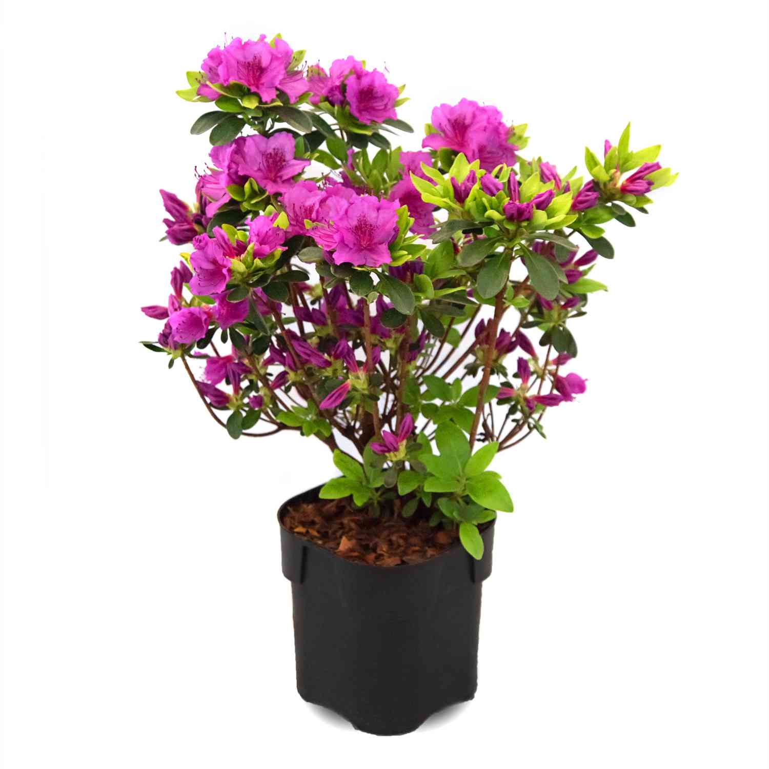 Japanische Azalee 'Königstein' Japanische Azalee 'Königstein'