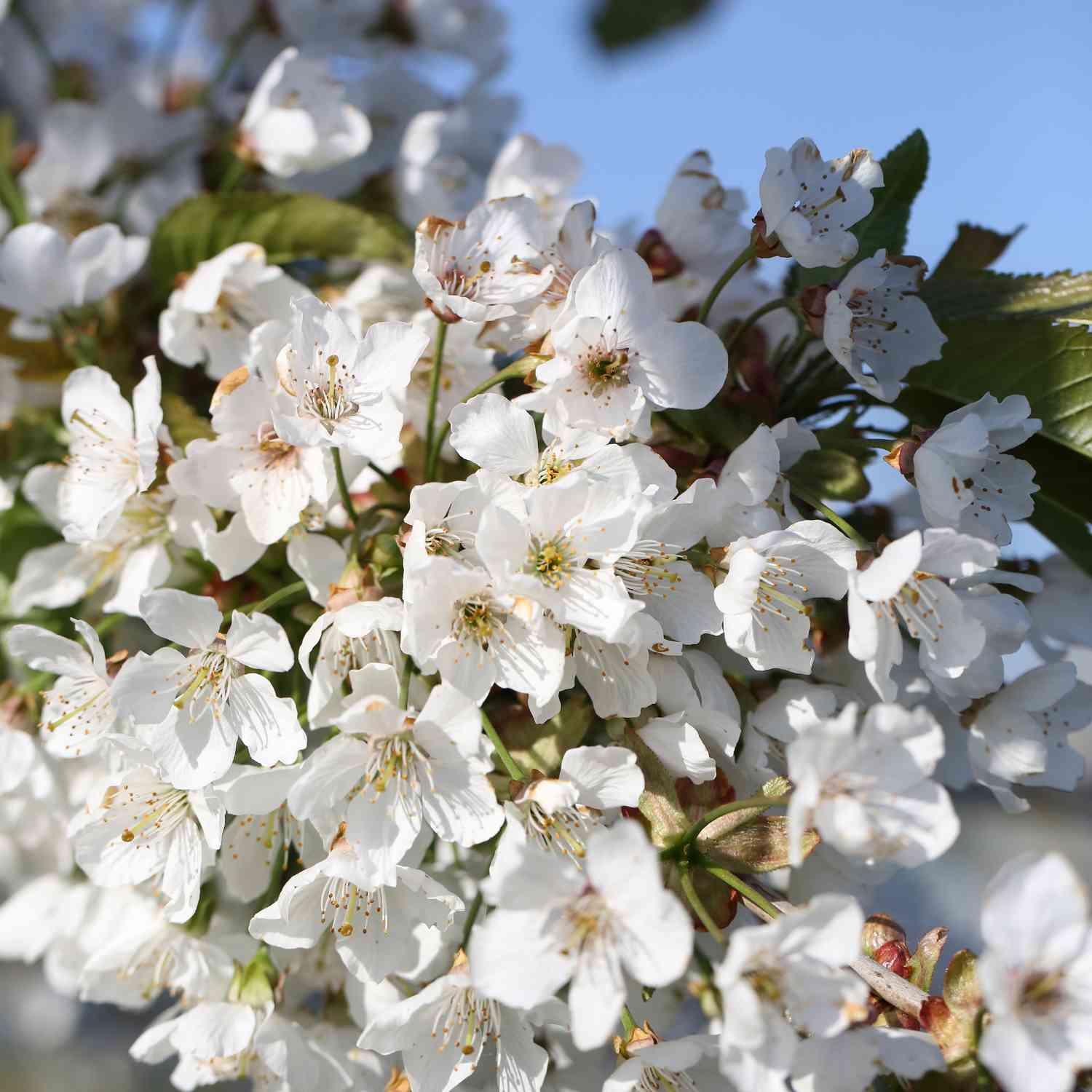 Kirsch-Duo 'Regina®/Sunburst®' Kirsch-Duo 'Regina®/Sunburst®'