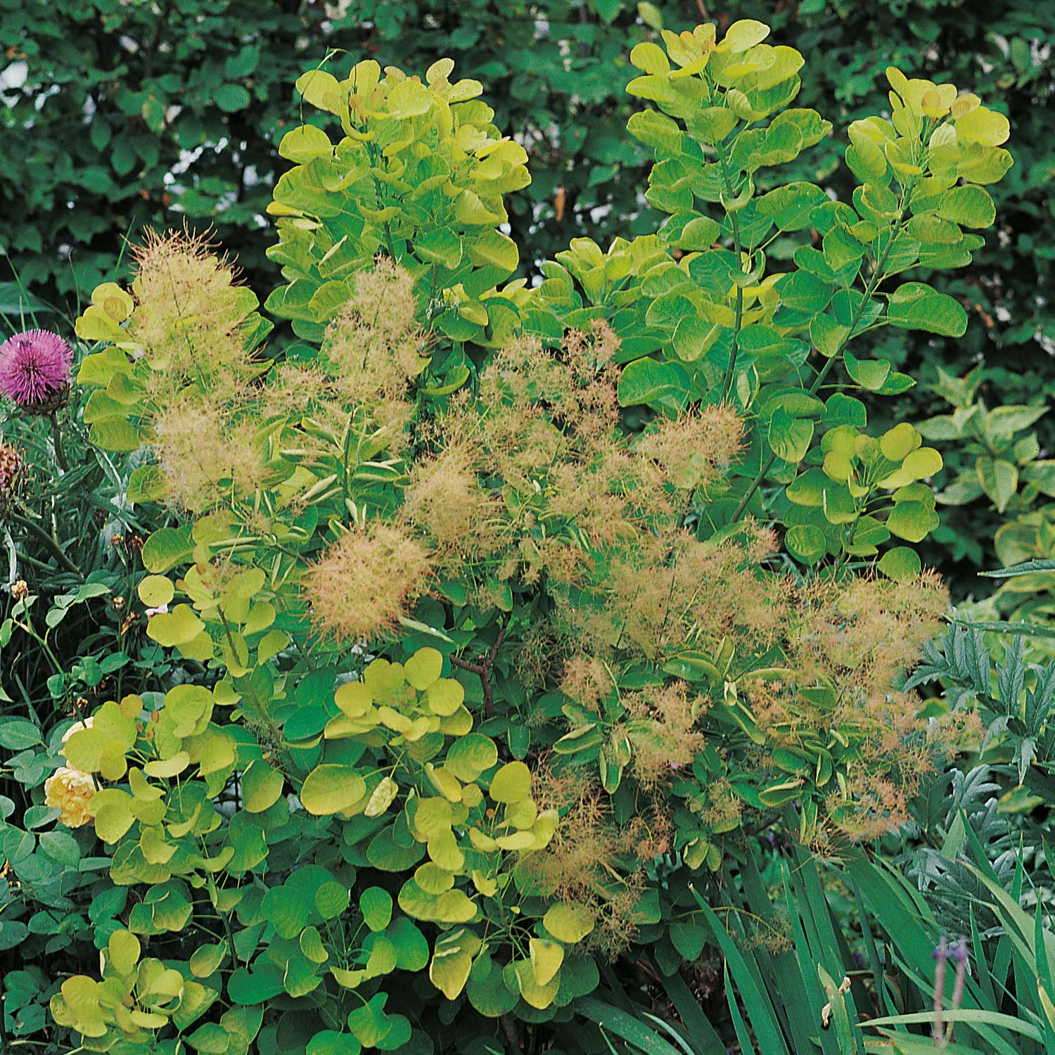 Perückenstrauch 'Golden Spirit' Liefergröße: 40-60 cm
