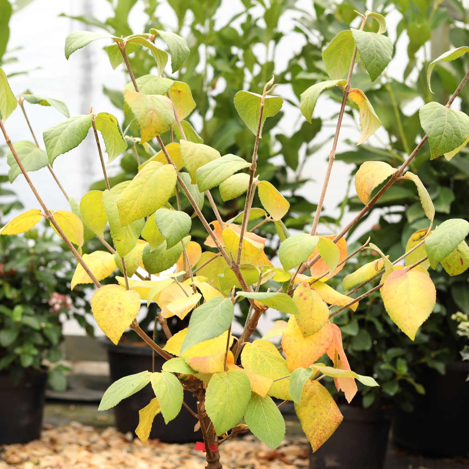 Kategorie <b>Blütensträucher und Ziergehölze </b> - Großblumiger Duft-Schneeball, 7,5 Liter, 60 - 80 cm Liefergröße: 60 - 80 cm - Viburnum carlcephalum