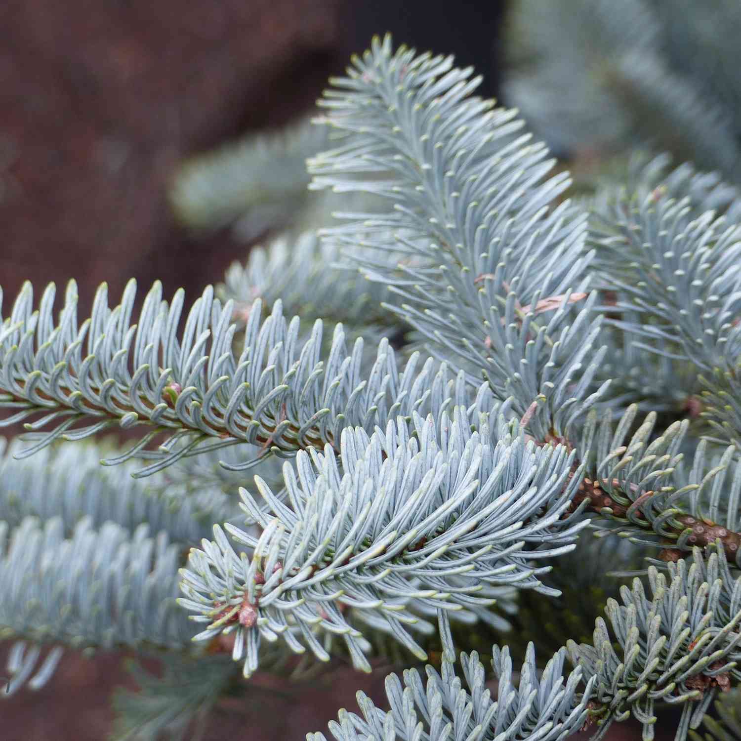 Blaue Edeltanne/Silbertanne 'Glauca'