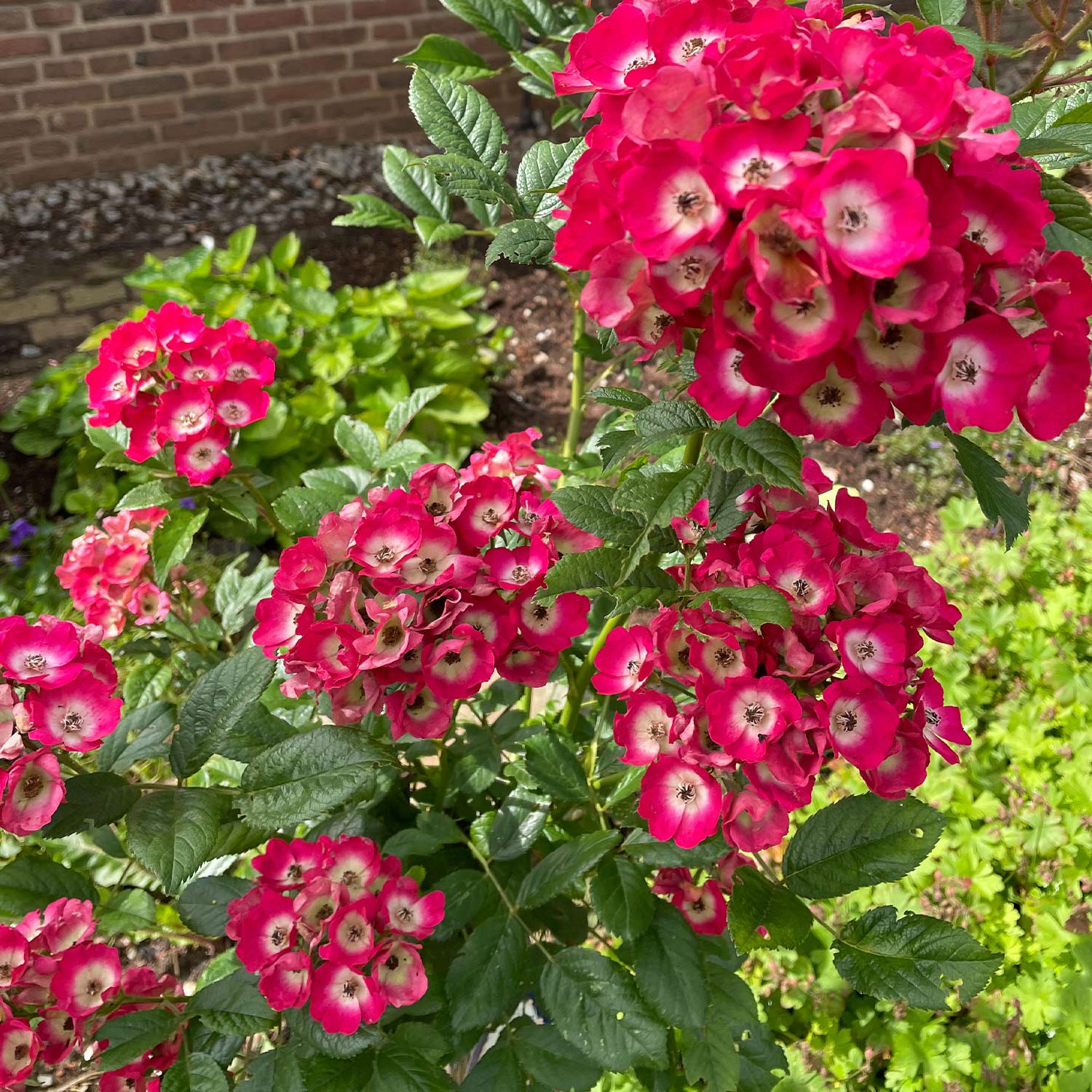 Ramblerrose 'Maria Lisa' Wz Liefergröße: min. 3 starke Triebe