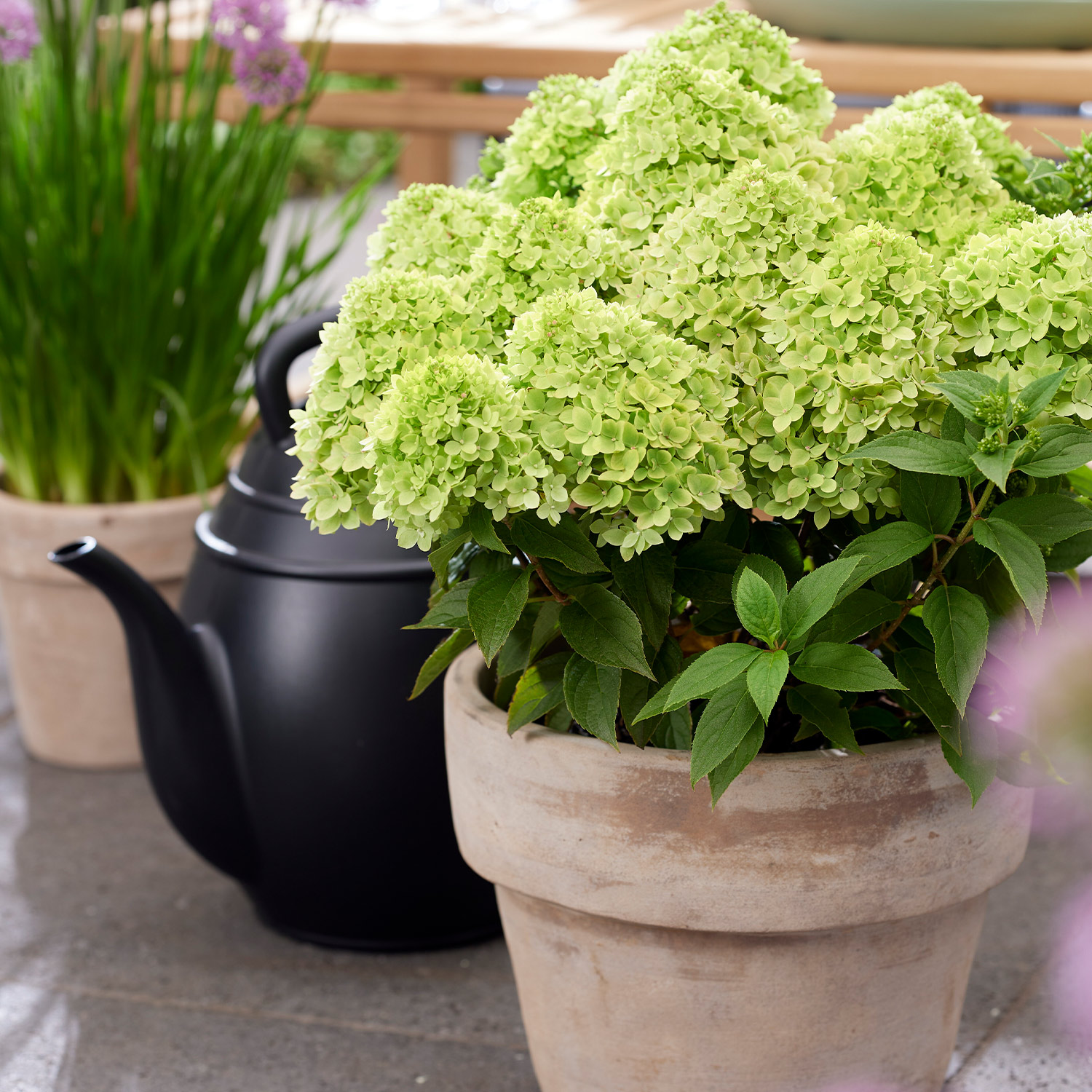 Zwerg-Rispenhortensie 'Living Little Apple®'