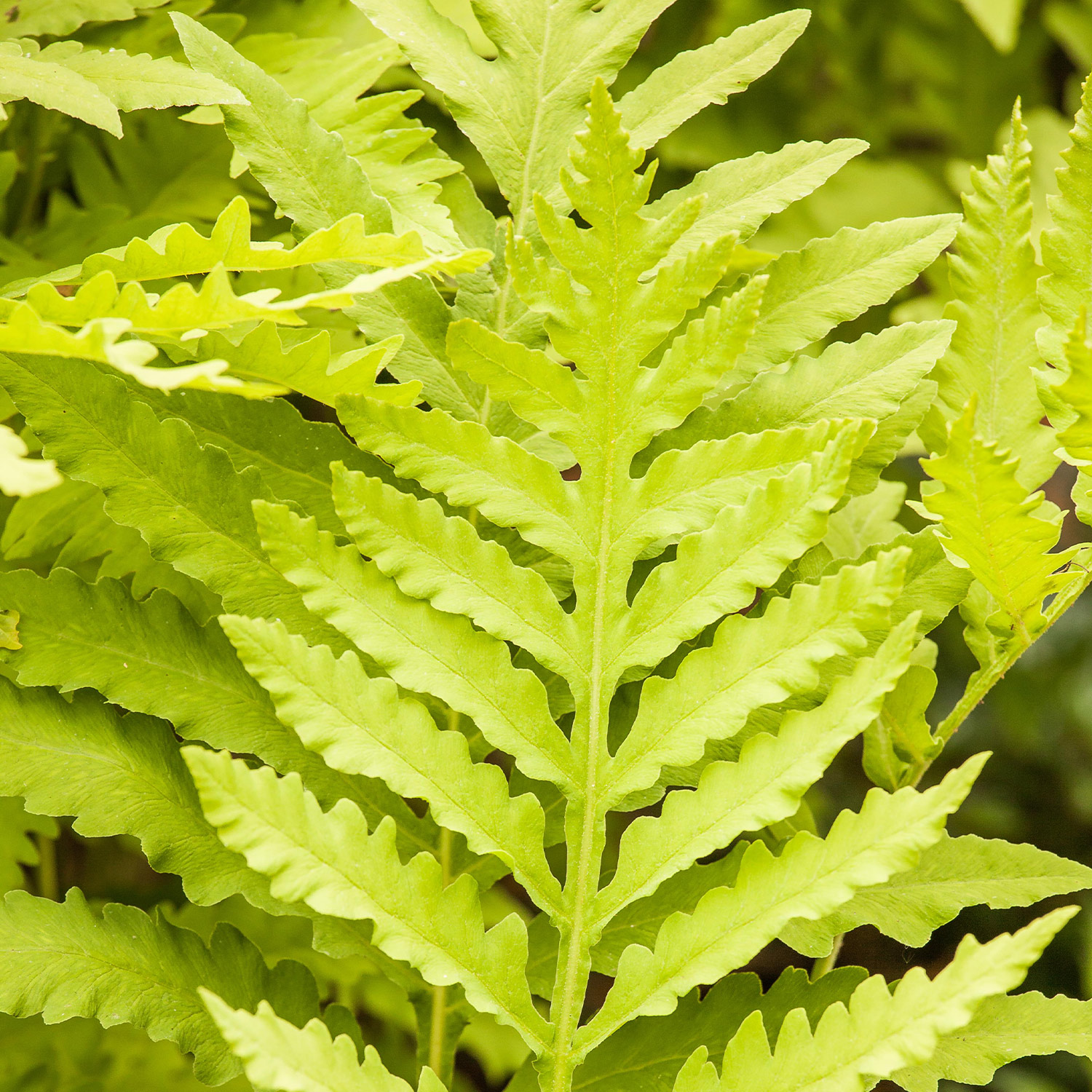 Europäischer Straußenfarn