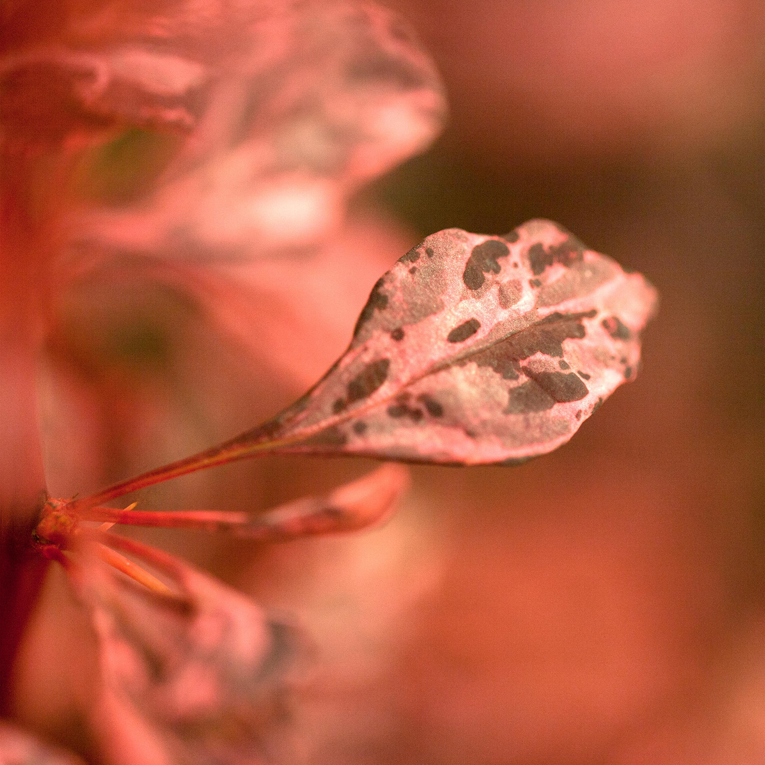Berberitze 'Rose Glow'