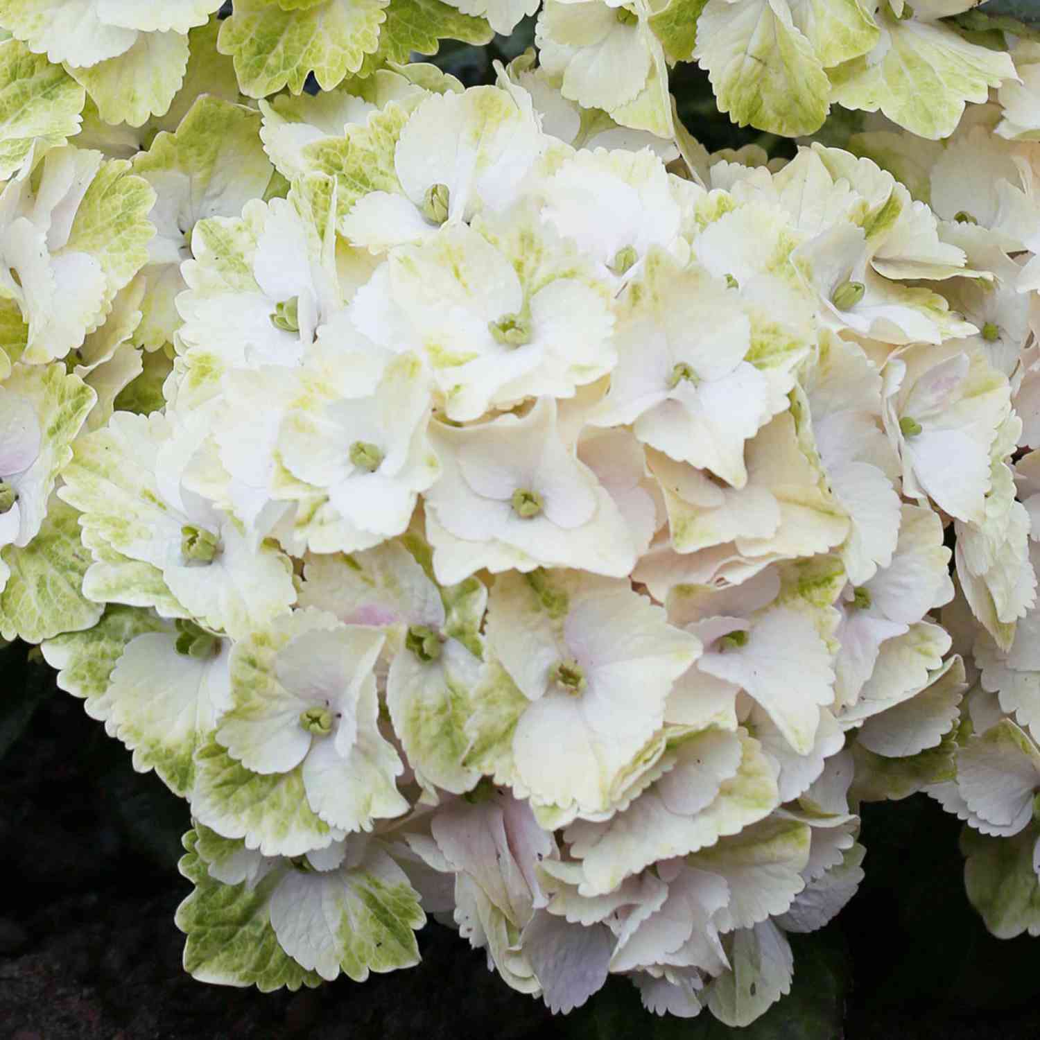 Hortensie Magical® 'Noblesse'