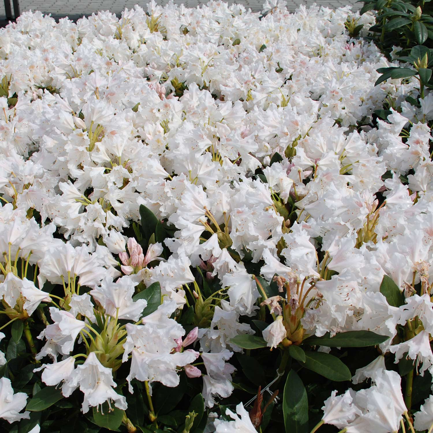 Rhododendron 'Easydendron® Dufthecke' Weiß