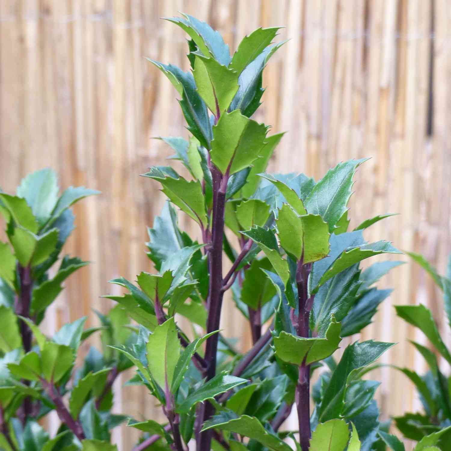 Stechpalme - Ilex 'Heckenstar' Stechpalme - Ilex 'Heckenstar'