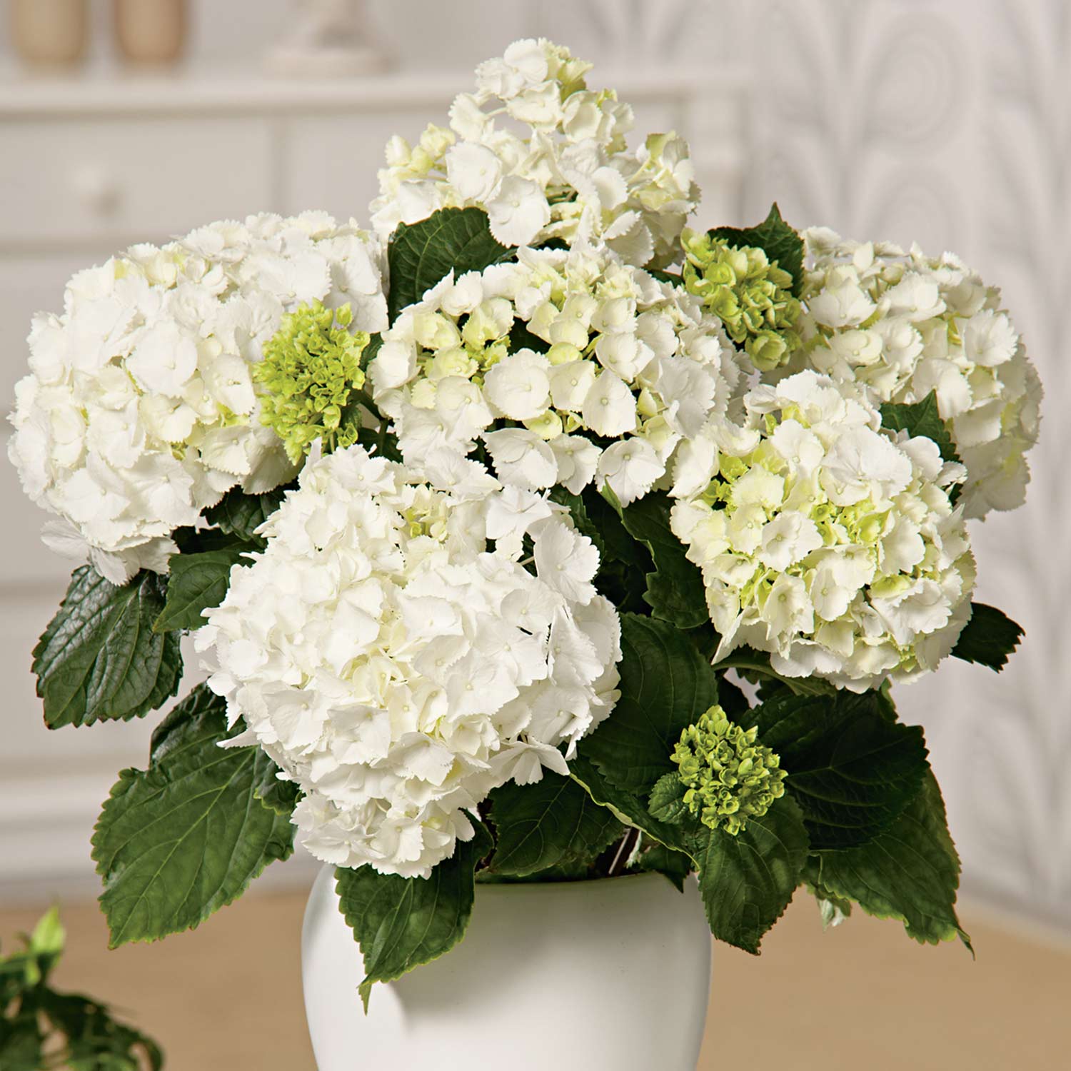 Hortensie 'Forever & Ever® White Out' Liefergröße: 30 - 40 cm
