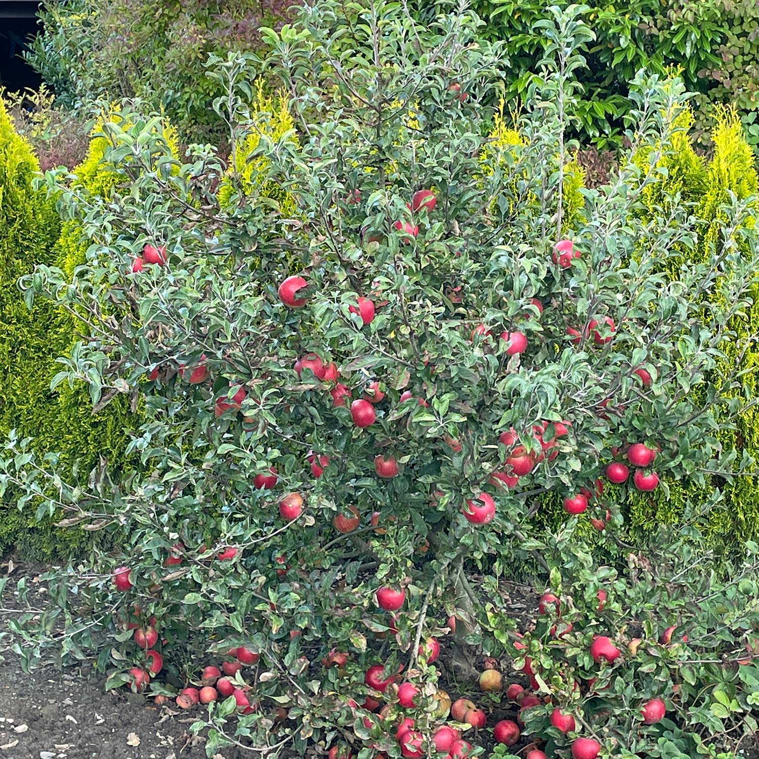Zwergapfel 'Mini Cox® COXDWARF®' Liefergröße: 60 - 80 cm