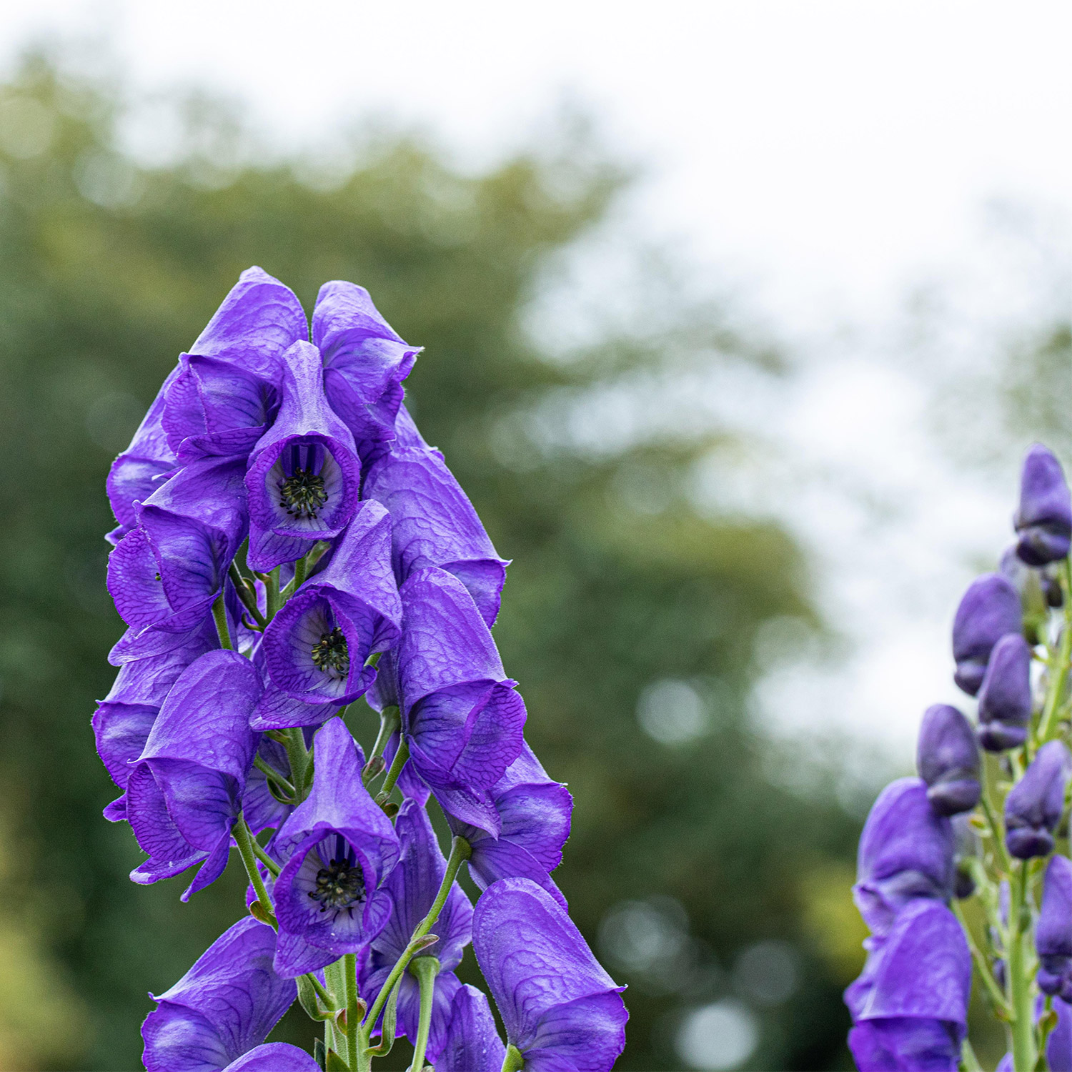 Kategorie <b>Stauden </b> - Eisenhut henryi 'Spark' Lieferform: Im 9 cm Topf - Aconitum henry 'Spark'