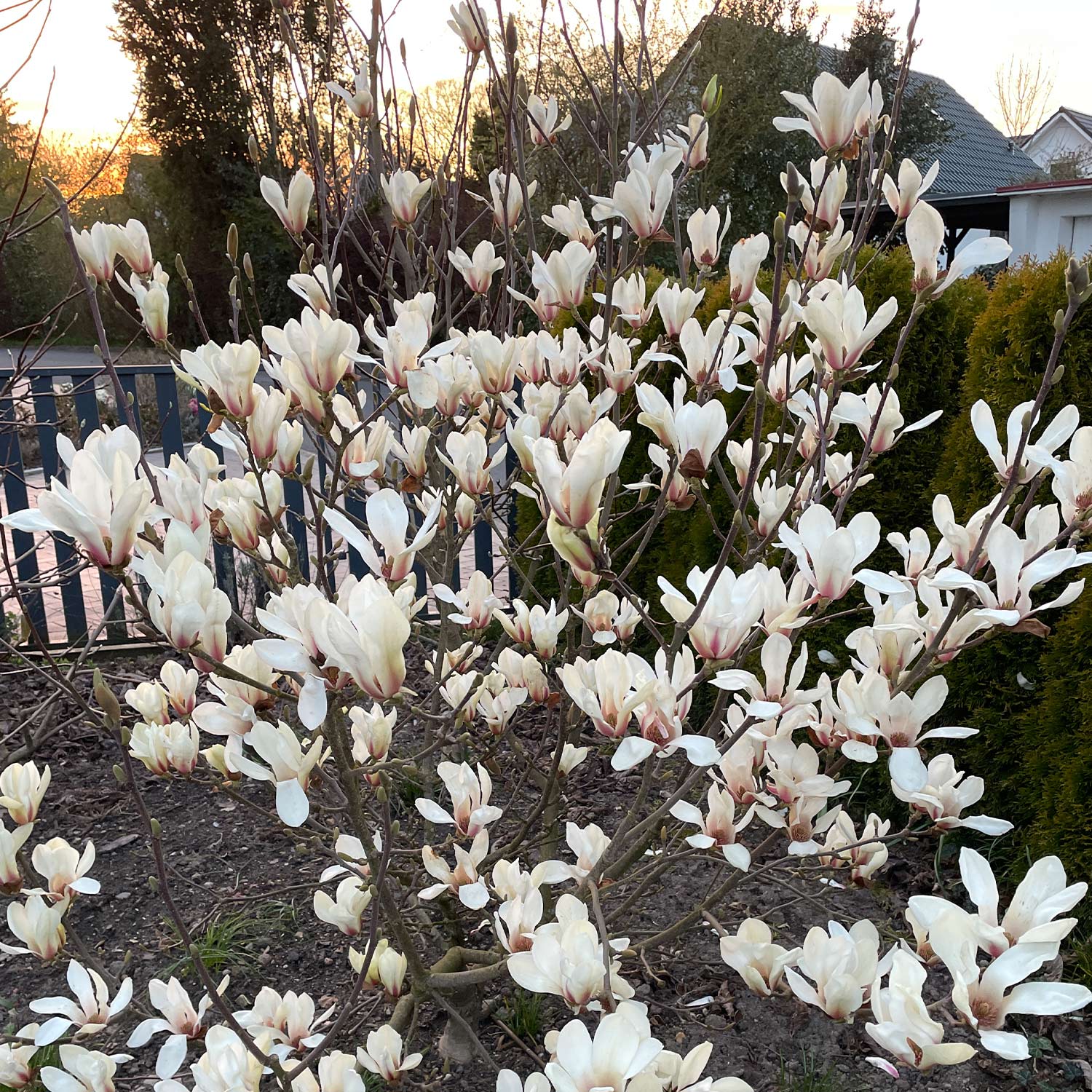 Magnolie 'Sunrise®' C5 40 - 60 cm