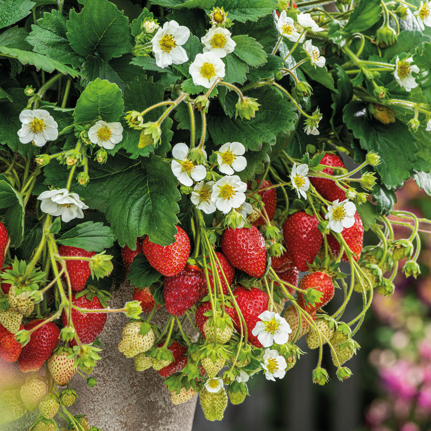 Kategorie <b>Beeren </b> - Monats-Erdbeere 'Elsanta' Lieferform: Im 9 cm Topf - Fragaria vesca 'Elsanta'