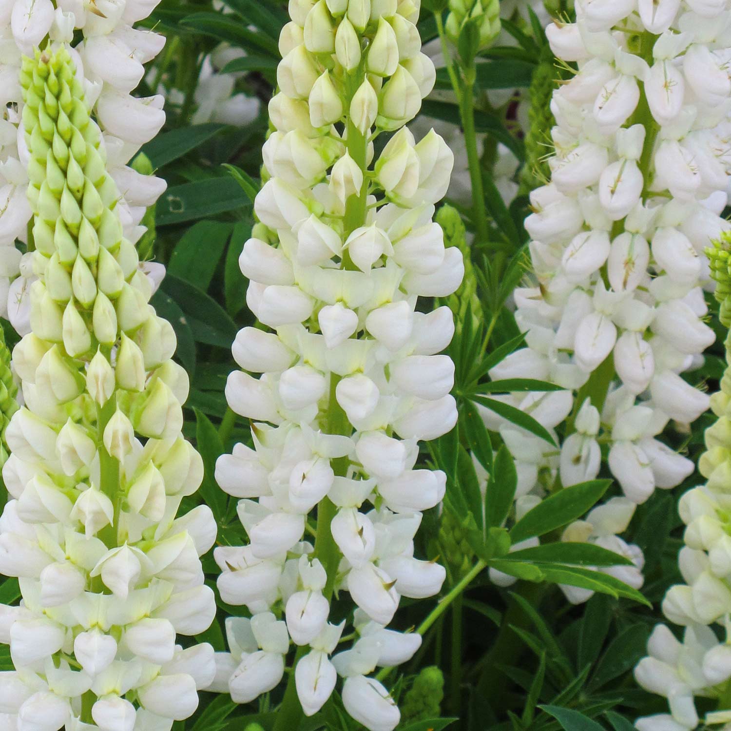 Kategorie <b>Produkt nicht gewünscht </b> - Gartenlupine 'Gallery White' Lieferform: Im 5 Liter Topf - Lupinus polyphylus 'Gallery White'