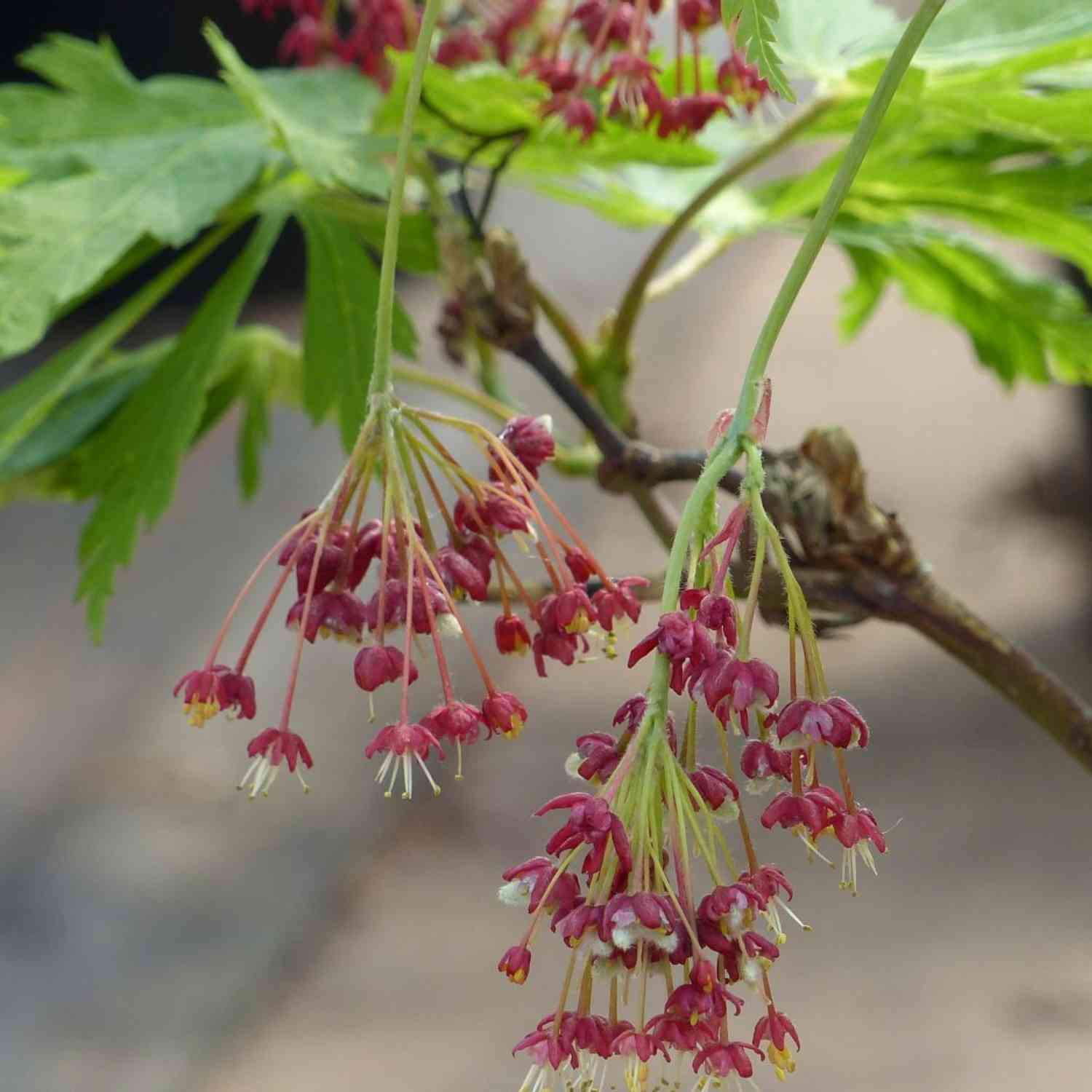 Japanischer Feuerahorn 'Aconitifolium'