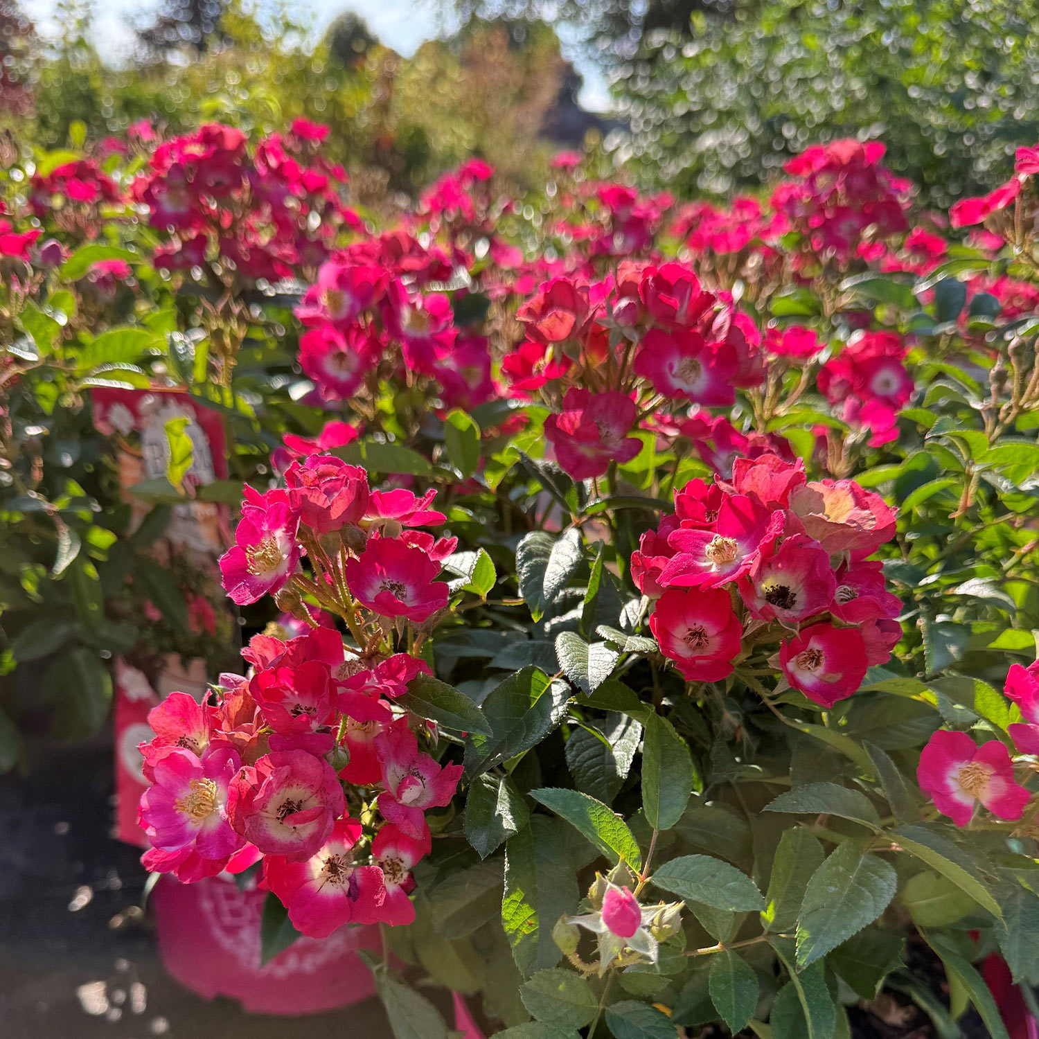 Zwerg-Strauchrose 'Rosy Boom® Mini'