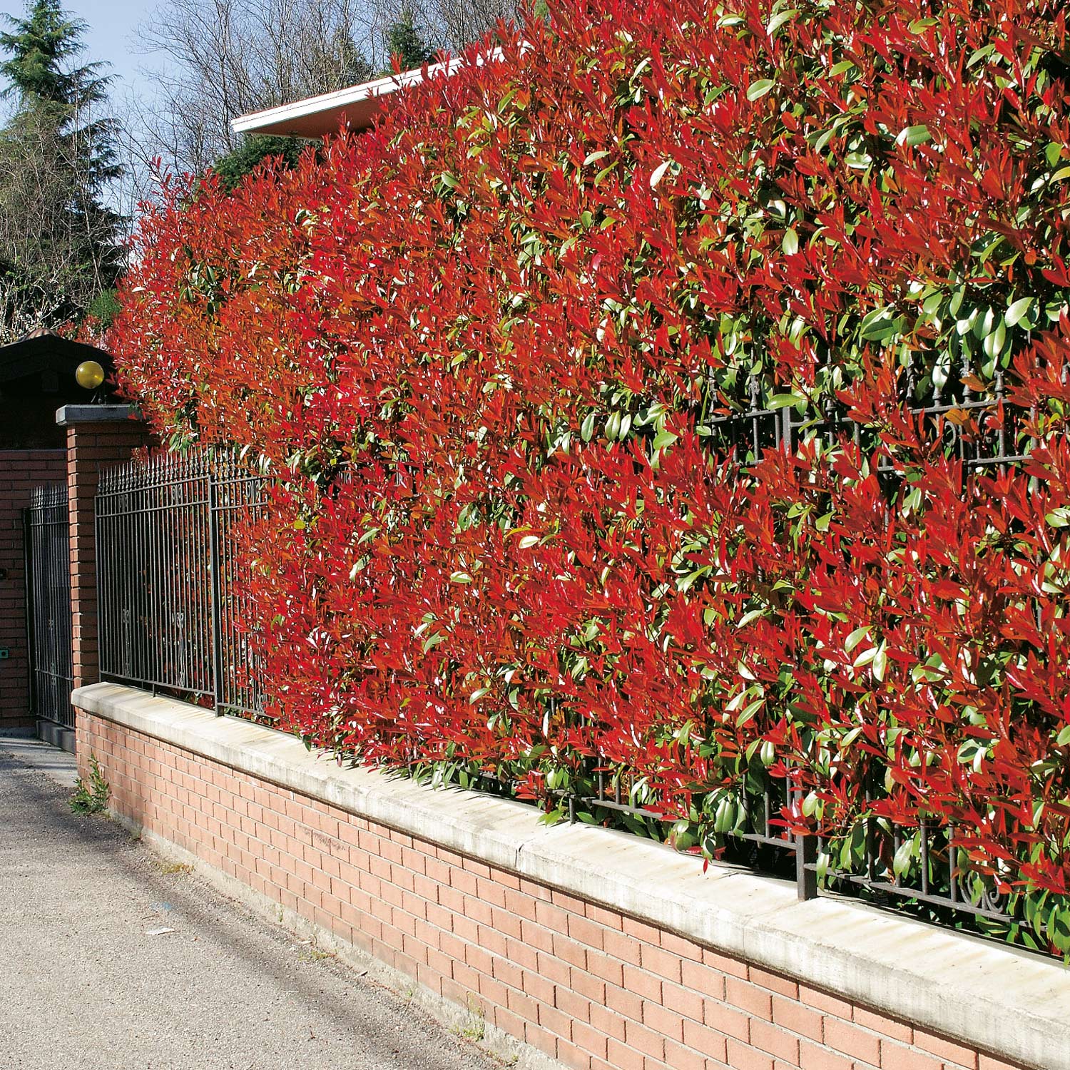 Rote Glanzmispel 'Red Robin', 5 Liter, 80 - 100 cm Liefergröße: 80 - 100 cm