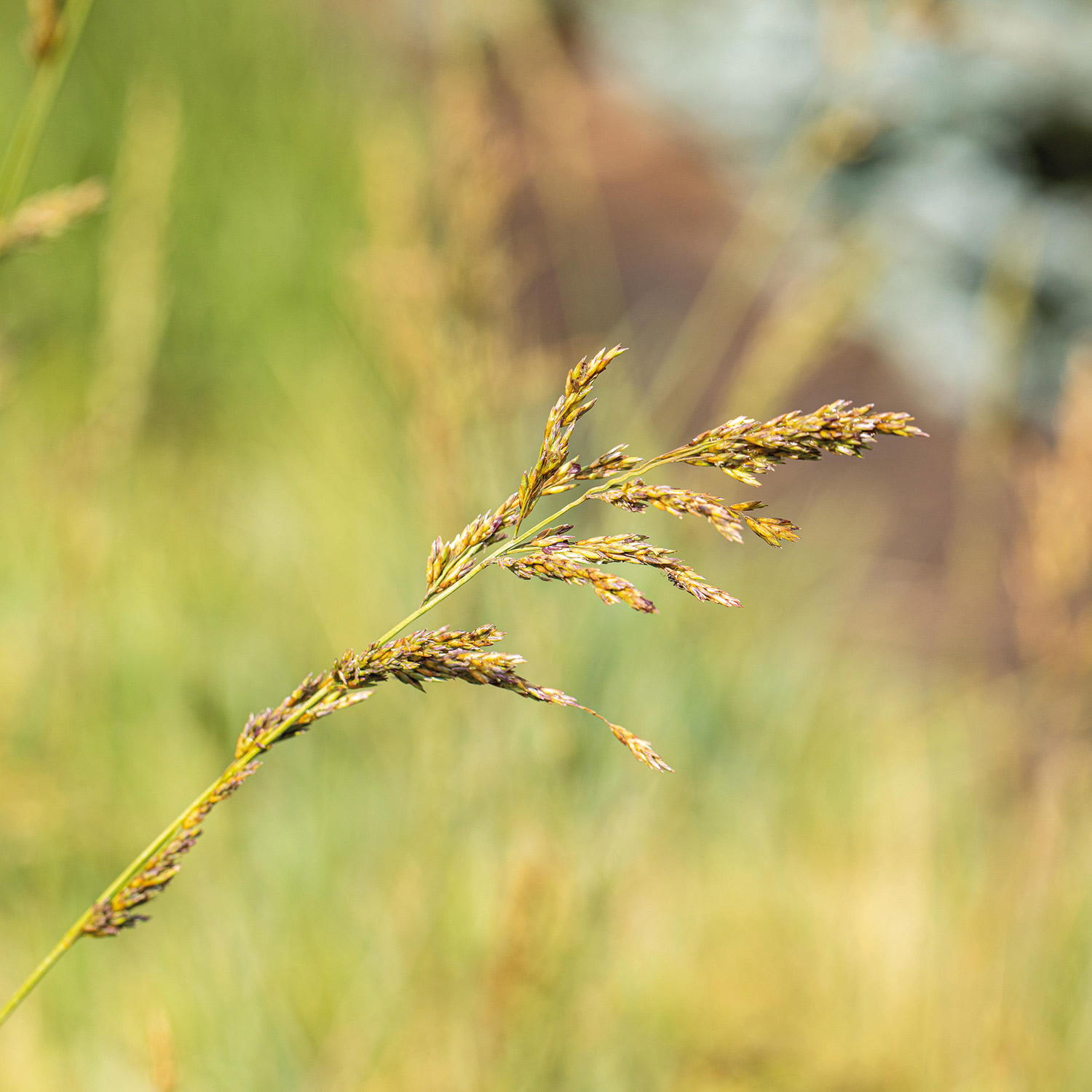 Hohes Pfeifengras 'Windspiel'