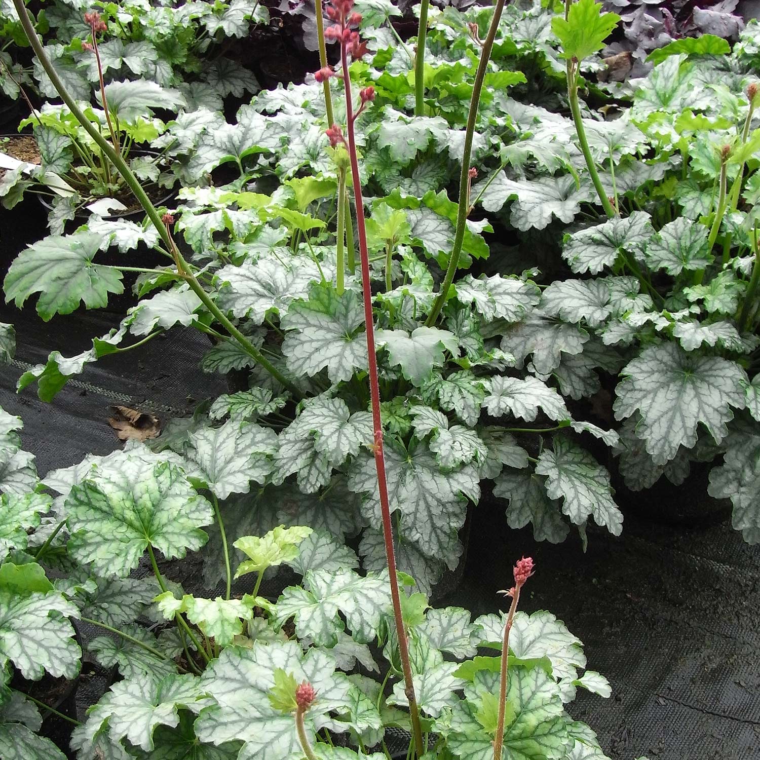 Purpurglöckchen 'Paris' Lieferform: Im Topf