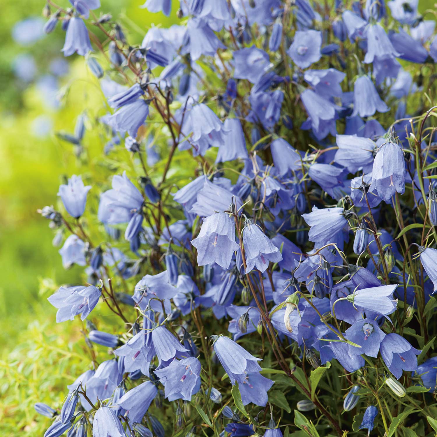 Zwerg-Glockenblume blau Lieferform: Im 0,5 Liter Topf