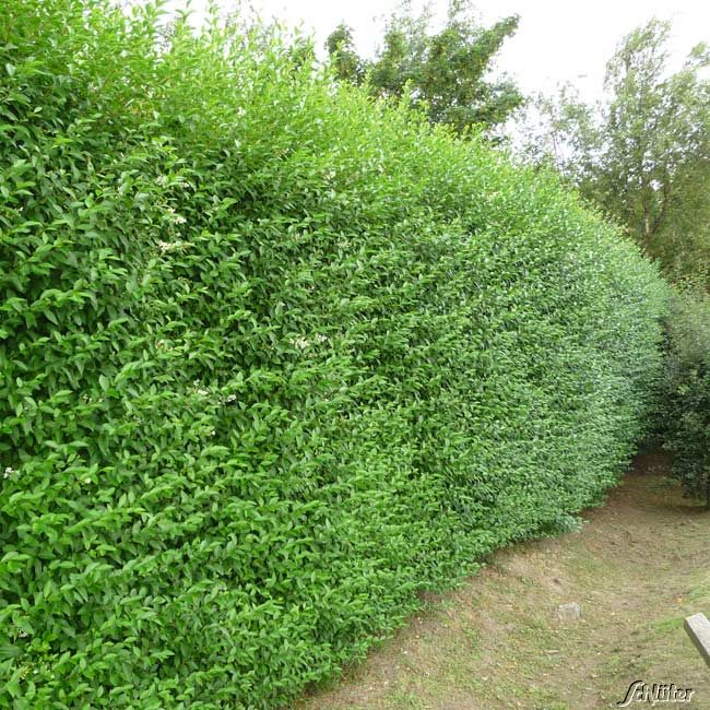 Kategorie <b>Sträucher </b> - Ovalblättriger Liguster Wz 100-150 Liefergröße: 100 - 150 cm , 6 - 8 triebig - Ligustrum ovalifolium