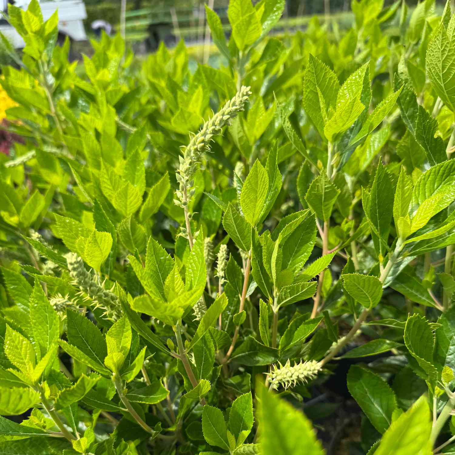 Silberkerzenstrauch 'Hummingbird'