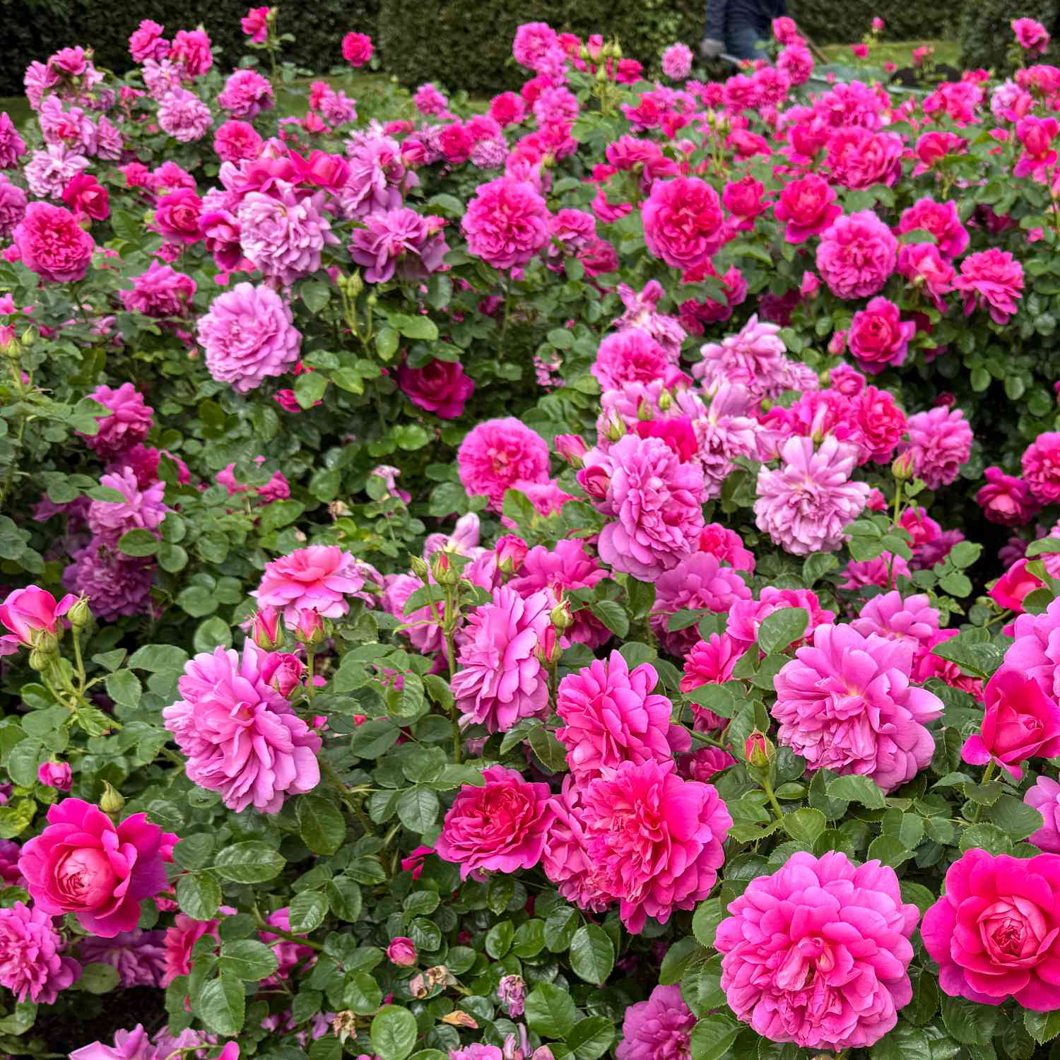 David Austin Rose 'Princess Anne®' - AGM-Rose