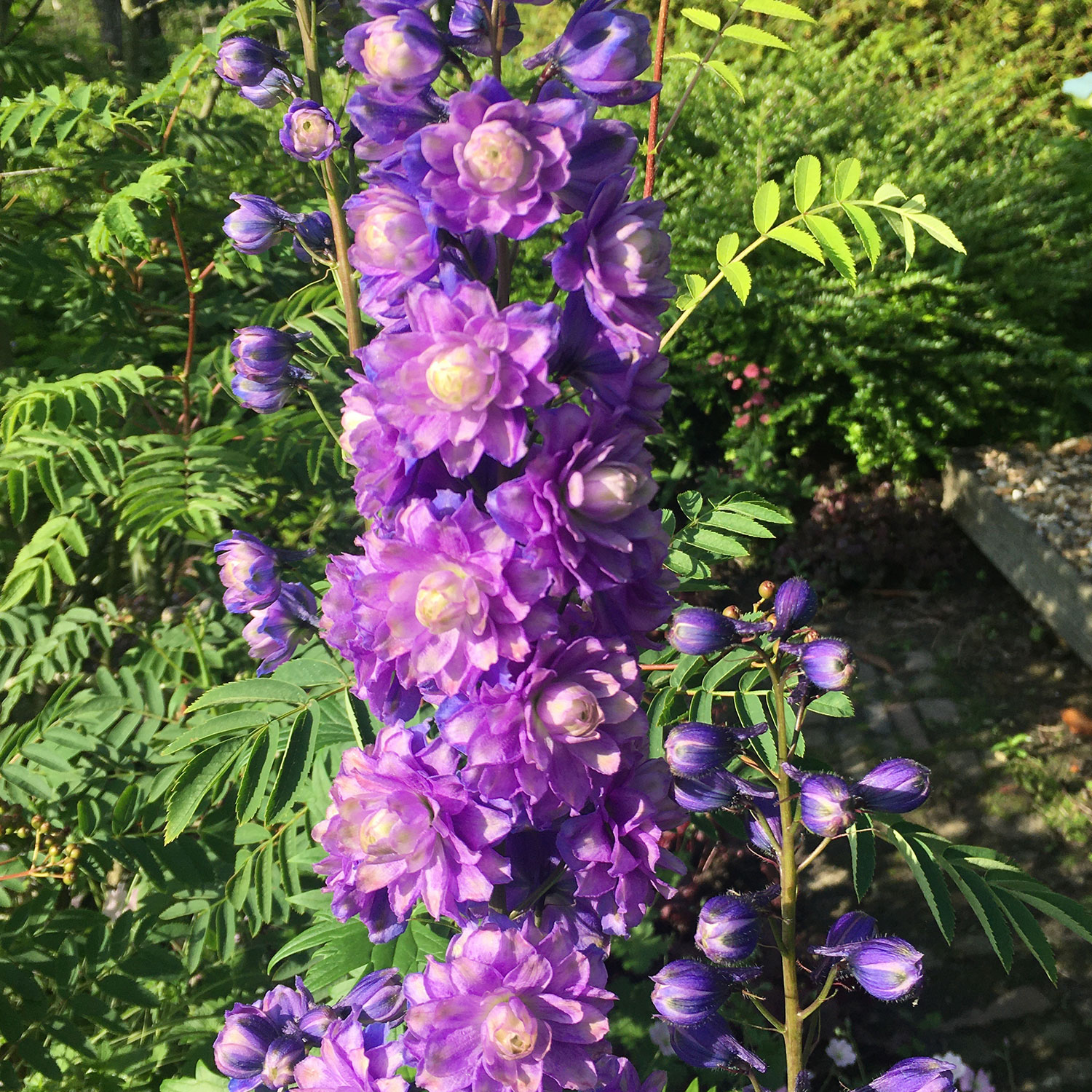 Kategorie <b>Produkt ohne Kategoriezuordnung </b> - Rittersporn Highlander 'Bolero' Lieferform: Im 9 cm Topf - Delphinum x elatum Highlander 'Bolero'