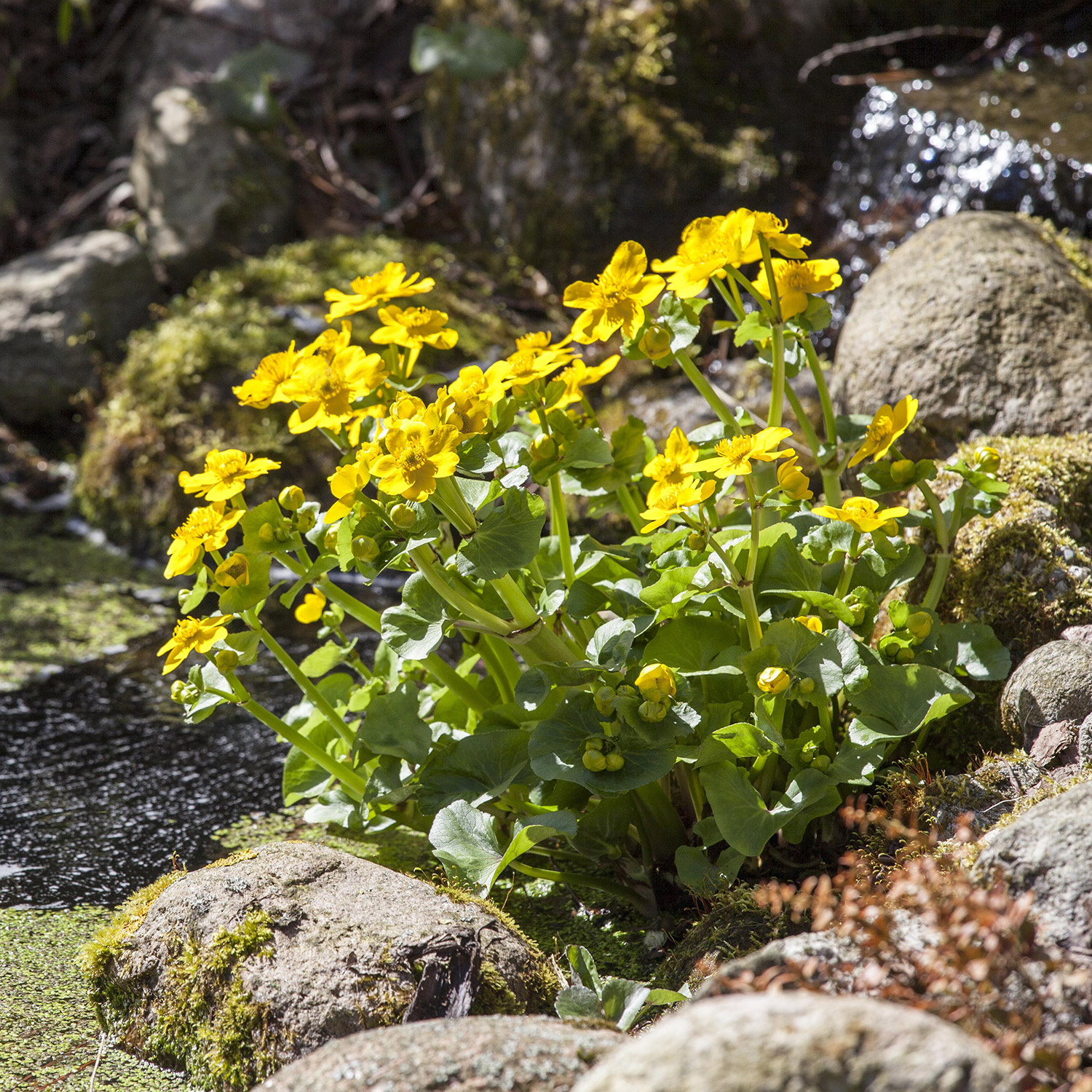 Sumpfdotterblume Lieferform: Im 9 cm Topf