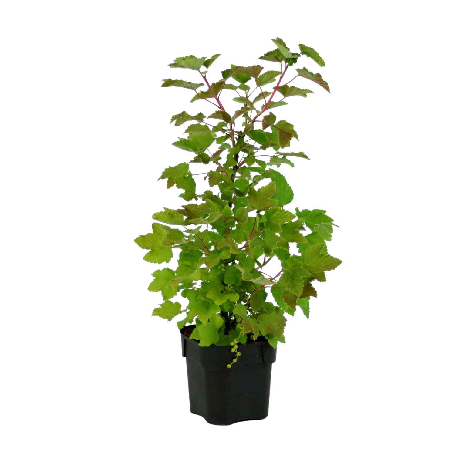 Weiße Johannisbeere 'Blanka' Weiße Johannisbeere 'Blanka'